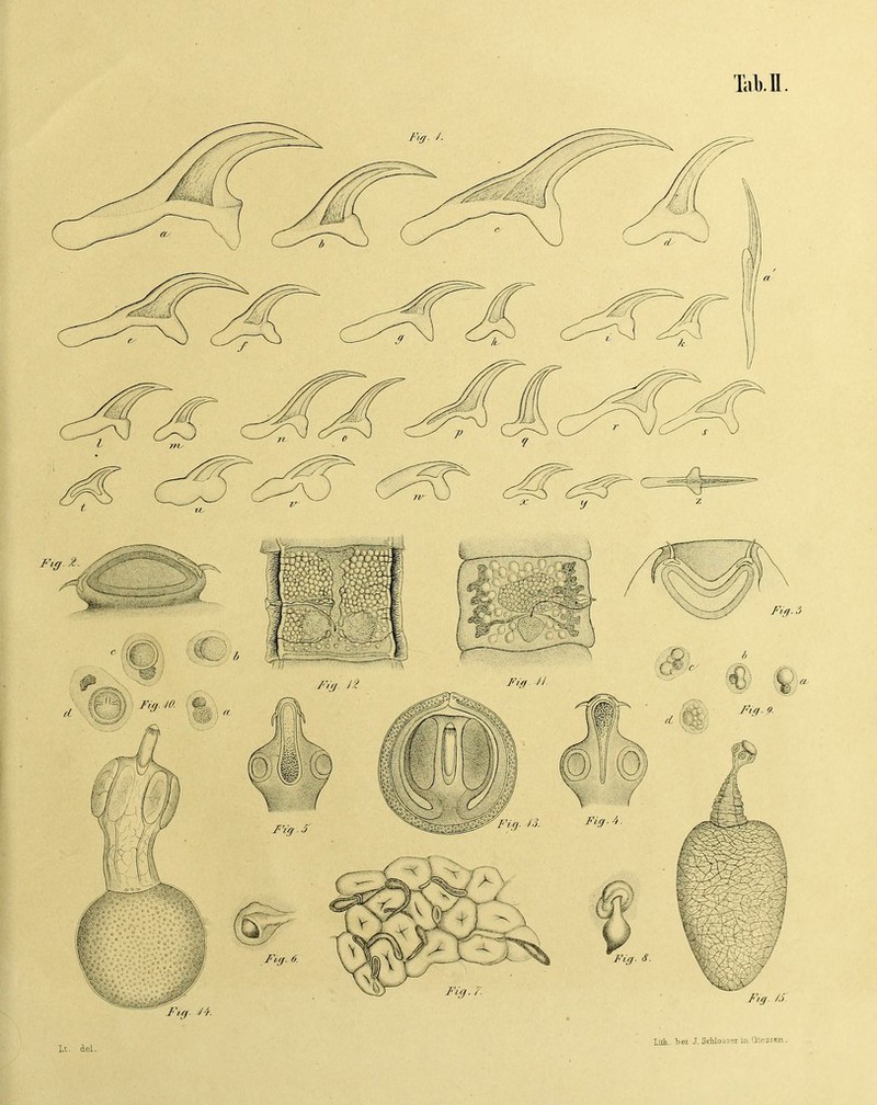 lt. cLei. lilh. hei J. ScWoassi in. Qiessen .