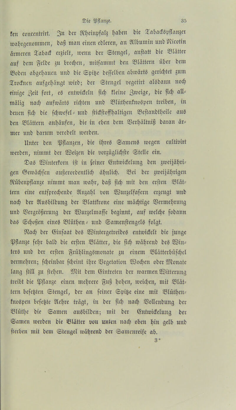 Fen concentrirt. 3» ber 9?^einpfalj fabelt bie VabadSpfbanget roal)rgenommcn, bafs man einen ebleren, an 3tUuunin nrtb Sücotin ärmeren £abad erjteTt, meint ber ©tengel, anftatt bie Blätter anf bem gelbe jn brechen, müfammt ben Vtättern über bent ©oben abgetanen nnb bie ©pifce beffelben abmärtS gerietet jum Vrodnen anfgeijängt wirb; ber ©tengel üegetirt aisbann nod? einige ^eit fort, c3 entmidxln fid; Heine ßmeige, bie fid) all* malig itad; aufwärts richten nnb VIütfienFnoSpen treiben, in bencit ficb bie fdjmefel* nnb ftidftofffjaltigen Veftanbtbeile ans ben blättern ant)änfen, bie in eben bem Verl)ältnif} baran är* nter nnb barum oerebett werben. Unter beit Cßflanjen, bie ihres ©antenS megett cultioirt mcrbeit, nimmt ber HÖeijen bie oorgüglid)fte ©teile ein. 2)aS Söinterforn ift in feiner ©ntmidelnng ben gweijäl)rü gen ©emädjfeit anperorbentlid) äljnlid). Vci ber gmeijälmigen S^übenpfXanje nimmt man mafir, bap ftcb mit ben erften 33Iät* tern eine entfprcd;enbe Slnjald oon Sönrjelfafcrn erjengt nnb nad) ber SluSbilbung ber VlattFrone eine mächtige Vermehrung nnb Vergröperung ber SÖnrjelmaffe beginnt, anf meiere fobanit baS ©popelt eines Vlntl;en* nnb ©amenftengclö folgt. 9iad; ber ©infaat beS SCßintergetreibeS entmidelt bie junge ipflange fel;r halb bie erften Vlättcr, bie ftd) mä^renb beS Söiit* terS nnb ber erften grnlftingömonate gu einem Vlätterbüfchel oermefireit; fd;eiitbar fc&eint ihre Vegetation SBocben ober -Dlonate lang ftifl gu fielen. 9DUt bem ©intreten ber marnten Sßitternng treibt bie Spftonge einen mehrere gup h°he,b meinen, mit VIät# tern befe^ten ©tengel, ber an feiner ©bifce eine mit Vlüthcn* fnoSpeu befefete Sichre trägt, in ber fich nach Vodenbnitg ber Vlüthe bie ©amen auSbilbeit; mit ber ©ntmideluug ber ©amen merbeit bie Vlätter oou unten nach oben t>in gelb nnb fterben mit bem ©tengel mährenb ber ©antenreifc ab. 3*