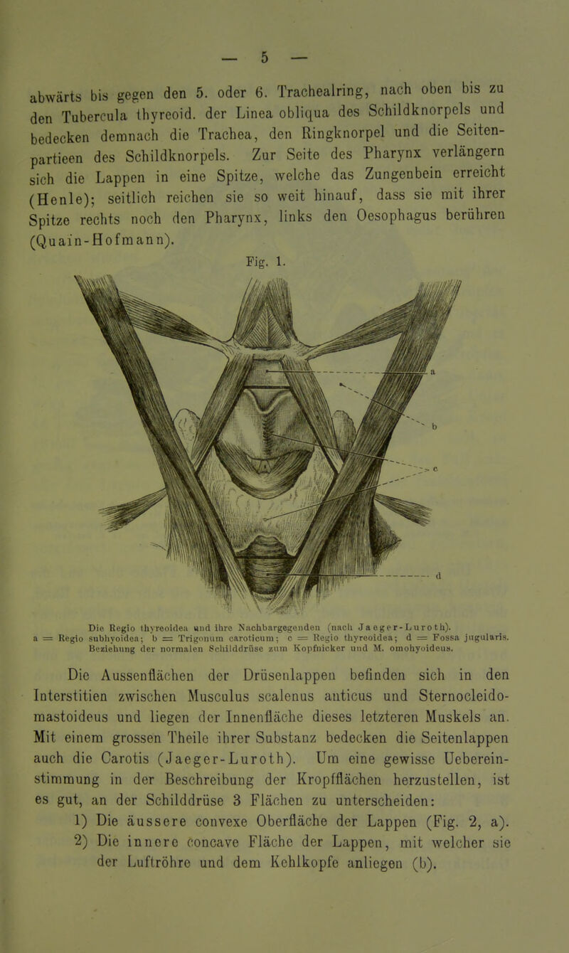 abwärts bis gegen den 5. oder 6. Trachealring, nach oben bis zu den Tubercula Ihyreoid. der Linea obliqua des Schildknorpels und bedecken demnach die Trachea, den Ringknorpel und die Seiten- partieen des Schildknorpels. Zur Seite des Pharynx verlängern sich die Lappen in eine Spitze, welche das Zungenbein erreicht (Henle); seitlich reichen sie so weit hinauf, dass sie nciit ihrer Spitze rechts noch den Pharynx, links den Oesophagus berühren (Quain-Hofmann). Fig. 1. Die Regio thyreoideii und ihre Nachbargegeiiden (iihcIi Ja ege r-Luro th). a = Regio subliyoidea; b = Trigomim caroticum; c = Regio tliyreoidea; d = Fossa jugularis. Bezietuing der normalen Schilddrüse zum Kopfniclier und M. omoiiyoideu». Die Aussenflächen der Drüsenlappeu befinden sich in den Interstitien zwischen Musculus scalenus anticus und Sternocleido- raastoideus und liegen der Innenfläche dieses letzteren Muskels an. Mit einem grossen Theile ihrer Substanz bedecken die Seitenlappen auch die Carotis (Jaeger-Luroth). Um eine gewisse Ueberein- stimmung in der Beschreibung der Kropfflächen herzustellen, ist es gut, an der Schilddrüse 3 Flächen zu unterscheiden: 1) Die äussere convexe Oberfläche der Lappen (Fig. 2, a). 2) Die innere concave Fläche der Lappen, mit welcher sie der Luftröhre und dem Kehlkopfe anliegen (b).