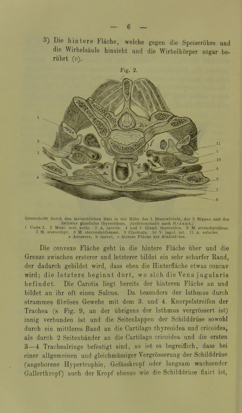 3) Die hintere Fläche, welche gegen die Speiseröhre und die Wirbelsäule hinsieht und die Wirbelkörper sogar be- rührt (c). Fig. 2. Querschnitt durch den mensclilichen Hals in der Höhe des 1. Brustwirbels, der 2. Rippen und des Istlimus glandulae thyreoideae. (Gefrierschnitt nach Braune.j 1 Costa I. 2 Muse. scal. antic. 'A A. carotis. 4 und f) Gland. thyreoidoa. 6 M. sternohyoideus. 7 M. sternothyr. 8 M. sternocleidomast. 9 Clavicula. 10 V. jugul. int. 11 A. subclav. a Aeussere, b innere, c hintere Fläche der Schilddiüse. Die convexe Fläche geht in die hintere Fläche über und die Grenze zwischen ersterer und letzterer bildet ein sehr scharfer Rand, der dadurch gebildet wird, dass eben die Hinterfläche etwas concav wird; die letztere beginnt dort, wo sich die Vena j ugularis befindet. Die Carotis liegt bereits der hinteren Fläche an und bildet an ihr oft einen Sulcus. Da besonders der Isthnous durch strammes fibröses Gewebe mit dem 3. und 4. Knorpelstreifen der Trachea (s. Fig. 9, an der übrigens der Isthmus vergrössert ist) innig verbunden ist und die Seitenlappen der Schilddrüse sowohl durch ein mittleres Band an die Cartilago thyreoidea und cricoidea, als durch 2 Seitenbänder an die Cartilago cricoidea und die ersten 3—4 Tracheairinge befestigt sind, so ist es begreiflich, dass bei einer allgemeinen und gleichmässiger Vergrösserung der Schilddrüse (angeborene Hypertrophie, Gefässkropf oder langsam wachsender Gallertkropf) auch der Kropf ebenso wie die Schilddrüse fixirt ist,