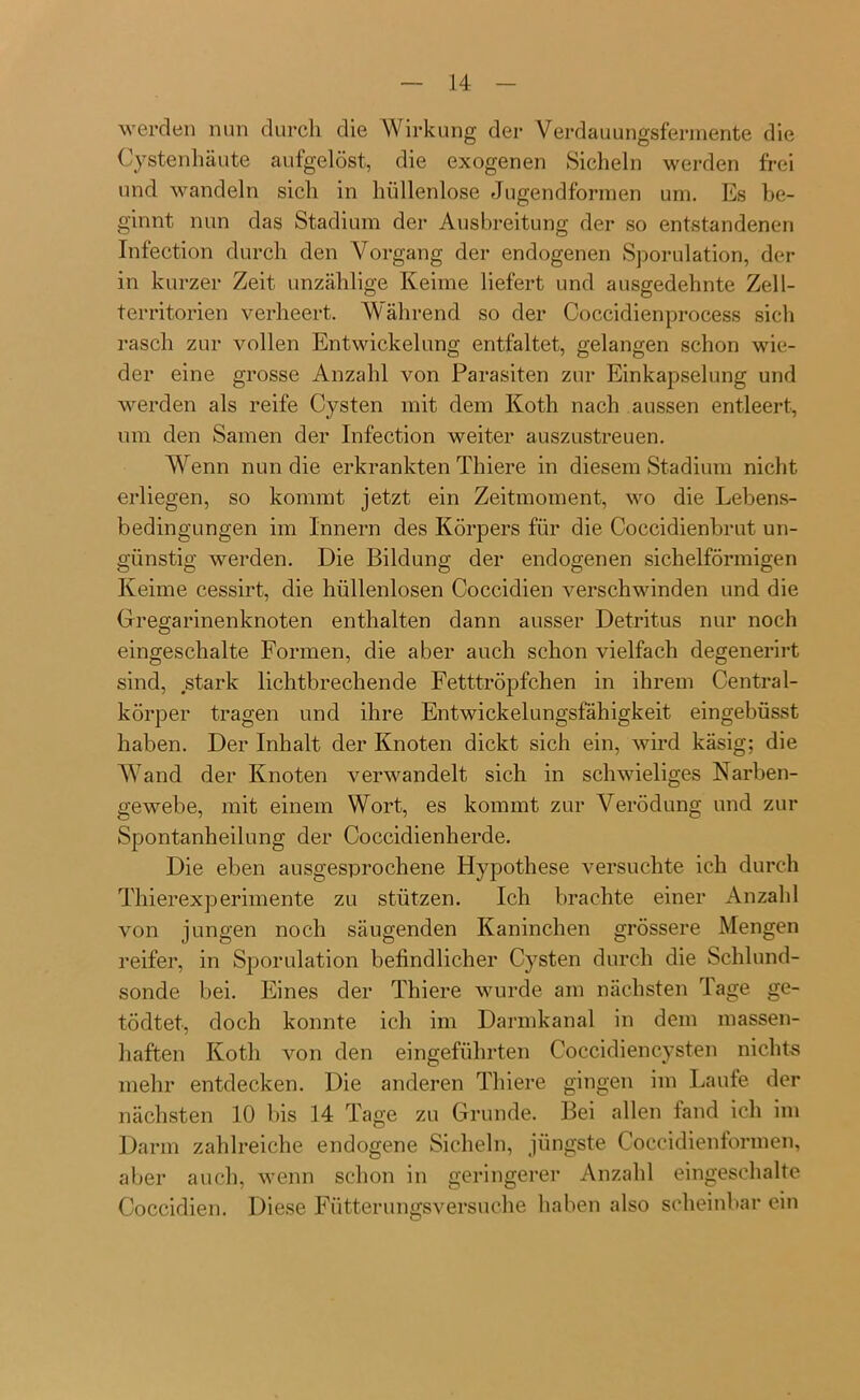 werden nun durch die Wirkung der Verdauungsfermente die Cystenhäute aufgelöst, die exogenen Sicheln werden frei und wandeln sich in hüllenlose Jugendformen um. Es be- ginnt nun das Stadium der Ausbreitung der so entstandenen Infection durch den Vorgang der endogenen Sporulation, der in kurzer Zeit unzählige Keime liefert und ausgedehnte Zell- territorien verheert. Während so der Coccidienprocess sich rasch zur vollen Entwickelung entfaltet, gelangen schon wie- der eine grosse Anzahl von Parasiten zur Einkapselung und werden als reife Cysten mit dem Koth nach aussen entleert, um den Samen der Infection weiter auszustreuen. Wenn nun die erkrankten Thiere in diesem Stadium nicht erliegen, so kommt jetzt ein Zeitmoment, wo die Lebens- bedingungen im Innern des Körpers für die Coccidienbrut un- günstig werden. Die Bildung der endogenen sichelförmigen Keime cessirt, die hüllenlosen Coccidien verschwinden und die Gregarinenknoten enthalten dann ausser Detritus nur noch eingeschalte Formen, die aber auch schon vielfach degenerirt sind, stark lichtbrechende Fetttröpfchen in ihrem Central- körper tragen und ihre Entwickelungsfähigkeit eingebüsst haben. Der Inhalt der Knoten dickt sich ein, wird käsig; die Wand der Knoten verwandelt sich in schwieliges Narben- gewebe, mit einem Wort, es kommt zur Verödung und zur Spontanheilung der Coccidienherde. Die eben ausgesprochene Hypothese versuchte ich durch Thierexperimente zu stützen. Ich brachte einer Anzahl von jungen noch säugenden Kaninchen grössere Mengen reifer, in Sporulation befindlicher Cysten durch die Schlund- sonde bei. Eines der Thiere wurde am nächsten Tage ge- tödtet, doch konnte ich im Darmkanal in dem massen- haften Koth von den eingeführten Coccidiencysten nichts mehr entdecken. Die anderen Thiere gingen im Laufe der nächsten 10 bis 14 Tage zu Grunde. Bei allen fand ich im Darm zahlreiche endogene Sicheln, jüngste Coccidienformen, aber auch, wenn schon in geringerer Anzahl eingeschalte Coccidien. Diese Fütterungsversuche haben also scheinbar ein