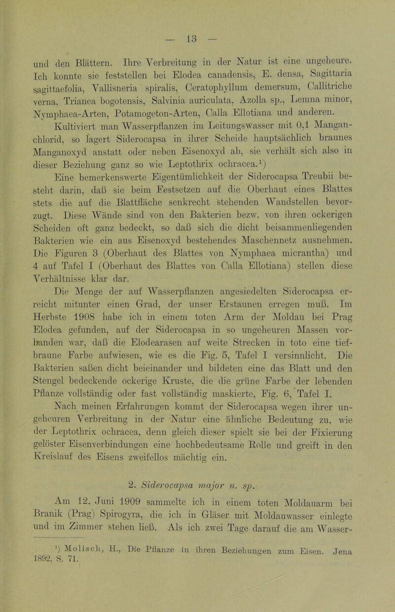 und den Blättern. Ihre Verbreitung in der Natur ist eine ungeheure. Ich konnte sie feststellen hei Elodea canadensis, E. densa, Sagittaria sagittaefolia, Vallisneria spiralis, Ceratophyllum dein ersinn, Callitriche verna, Trianea bogotensis, Salvinia aiu’iculata, Azolla sp., Leinna minor, Nvmphaea-Arten, Potaniogeton-Arten, Calla Ellotiana und anderen. Kultiviert man Wasserpflanzen im Leitungswasser mit 0,1 Mangan- chlorid, so lagert Siderocapsa in ihrer Scheide hauptsächlich braunes Manganoxyd anstatt oder neben Eisenoxyd ab, sie verhält sich also in dieser Beziehung ganz so wie Leptothrix ochracea.^) Eine bemerkenswerte Eigentümlichkeit der Siderocapsa Treubii be- steht darin, daß sie beim Festsetzen auf die Oberhaut eines Blattes stets die auf die Blattfläche senkrecht stehenden Wandstellen bevor- zugt. Diese Wände sind von den Bakterien bezw. von ihren ockerigen Scheiden oft ganz bedeckt, so daß sich die dicht beisammenliegenden Bakterien wie ein aus Eisenoxyd bestehendes Maschennetz ausnehmen. Die Figuren 3 (Oberhaut des Blattes von Nymphaea micrantha) und 4 auf Tafel I (Oberhaut des Blattes von C'alla Ellotiana) stellen diese Verhältnisse klar dar. Die Menge der auf Wasserpflanzen angesiedelten Siderocapsa er- reicht mitunter einen Grad, der unser Erstaunen erregen muß. Im Herbste 1908 habe ich in einem toten Arm der Moldau bei Prag Elodea gefunden, auf der Siderocapsa in so ungeheuren Massen vor- Imnden war, daß die Elodearasen auf weite Strecken in toto eine tief- braune Farbe aufwiesen, wie es die Fig. 5, Tafel I versinnlicht. Die Bakterien saßen dicht beieinander und bildeten eine das Blatt und den Stengel bedeckende ockerige Kruste, die die grüne Farbe der lebenden Pflanze vollständig oder fast vollständig maskierte, Fig. 6, Tafel I. Nach meinen Erfahrungen kommt der Siderocapsa wegen ihrer un- geheuren Verbreitung in der Natur eine ähnliche Bedeutung zu, wie der Leptothrix ochracea, denn gleich dieser spielt sie bei der Fixierung gelöster Eisenverbindungen eine hochbedeutsame Bolle und greift in den Kreislauf des Eisens zweifellos mächtig ein. 2. Siderocapsa inajor n. sp. Am 12. Juni 1909 sammelte ich in einem toten Moldauarm bei Branik (Prag) Spirogyra, die ich in Gläser mit Moldauwasser einlegte und im Zimmer stehen ließ. Als ich zwei Tage darauf die am Wasser- 0 Moliscli, H., Die Pflanze in ihren Beziehungen zum Eisen. Jena 1892, S. 71.