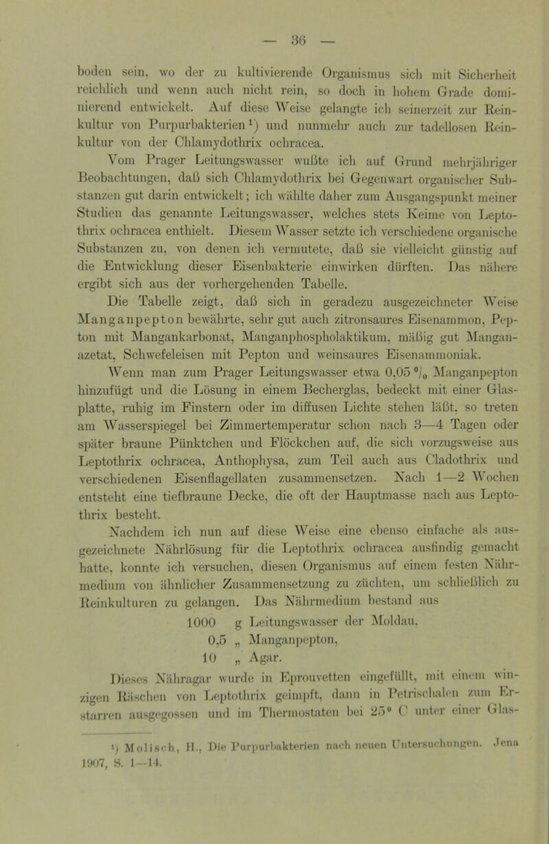 boclen sein, wo der zu kultivierende Organismus sicli mit Sicherheit reichlich und wenn aucli niclit rein, so doch in liohem Grade domi- nierend entwickelt. Auf diese ^^'eise gelangte ich seinerzeit zur Rein- kultur von Purpurhakterien und nunmehr aucli zur tadellosen Rein- kultur von der Chlamydothrix ochracea. Vom Prager Leitungswasser wußte ich auf Grund mehrjähriger Reohachtungen, daß sich Chlamydothrix hei Gegenwart organischer Sub- stanzen gut darin entwickelt; ich wählte daher zum Ausgangspunkt meiner Studien das genannte Ijeitungswasser, welches stets Keime von Ijepto- thrix ochracea enthielt. Diesem Wasser setzte ich verschiedene organische Substanzen zu, von denen ich vermutete, daß sie vielleicht günstig auf die Entwicklung dieser Eisenhakterie einwirken dürften. Das nähere ergibt sich aus der vorhergehenden Tabelle. Die Tabelle zeigt, daß sich in geradezu ausgezeichneter Weise Manganpepton bewährte, sehr gut auch zitronsaui-es Eisenammon, Pep- ton mit Mangankarbonat, Manganphospholaktikum, mäßig gut Mangaii- azetat, Schwefeleisen mit Pepton und weinsaures Eisenammoniak. Wenn man zum Prager Leitungswasser etwa 0,05 °/o Manganpepton hinzufügt und die Lösung in einem Becherglas, bedeckt mit einer Glas- platte, ruhig im Finstern oder im diffusen Lichte stehen läßt, so treten am Wasserspiegel hei Zimmertemperatur schon nach 3—4 Tagen oder später braune Pünktchen und Flöckchen auf, die sich voi*zugsweise aus Leptothrix ocluracea, Anthophysa, zum Teil auch aus Cladothrix und verschiedenen Eisenflagellaten zusammensetzen. Kach 1—2 Wochen entsteht eine tiefbraune Decke, die oft der Hauptmasse nach aus Lepto- thrix bestellt. Xachdem ich nun auf diese Weise eine ebenso einfache als aus- gezeichnete Nährlösung für die Leptothrix ochracea ausflndig gemacht hatte, konnte ich versuchen, diesen Organismus auf einem festen Xähr- medium von ähnlicher Zusammensetzung zu züchten, um schließlich zu Reinkulturen zu gelangen. Das Xährmedium bestand aus 1000 g Ijeitungswasser der iMoldau, 0,5 „ jManganpepton, 10 „ Agar. Diese.s Xähragar wurde in Eprouvetten eingefüllt, mit einem win- zigen Rüschen von Leptothrix geimpft, dann in Petrischalen zum Er- starren ausgegossen und im Thermostaten hei 2;)'’ ( unter einei Glas- ') Molisi h, H., Die ruri)urlmkterien nach neuen riitcrsiiduinKon. .leim S. I —14.