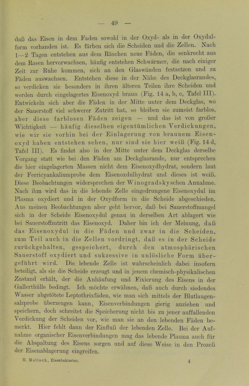 daß das Eisen in dem Faden sowohl in der Oxyd- als in der Oxydul- form vorhanden ist. Es färhen sich die Scheiden und die Zellen. Nach I 2 Tagen entstehen aus dem Raschen neue Fäden, die senkrecht aus dem Rasen hervorwachsen, häufig entstehen Schwärmer, die nach einiger Zeit zur Ruhe kommen, sich an den Glaswänden festsetzen und zu Fäden auswachsen. Entstehen diese in der Nähe des Deckglasrandes, so verdicken sie besonders in ihren älteren Teilen ihre Scheiden und werden durch eingelagertes Eisenoxyd hraun (Fig. 14 a, b, c, Tafel III). Entwickeln sich aber die Fäden in der Mitte unter dem Deckglas, wo der Sauerstoff viel schwerer Zutritt hat, so bleiben sie zumeist farblos, aber diese farblosen Fäden zeigen — und das ist von großer Wichtigkeit — häufig dieselben eigentümlichen Verdickungen, wie wir sie vorhin hei der Einlagerung von braunem Eisen- oxyd haben entstehen sehen, nur sind sie hier weiß (Fig. 14 d, Tafel III). Es findet also in der Mitte unter dem Deckglas derselbe Vorgang statt wie bei den Fäden am Deckglasrande, nur entsprechen die hier eingelagerten Massen nicht dem Eisenoxydhydrat, sondern laut der Ferricyankaliumprobe dem Eisenoxdulhydrat und dieses ist weiß. Diese Beobachtungen widersprechen der Winogradskyschen Annahme. Nach ihm wird das in die lebende Zelle eingedrungene Eisenoxydul im Plasma oxydiert und in der Oxydform in die Scheide abgeschieden. Aus meinen Beobachtungen aber geht hervor, daß hei Sauerstoffmangel sich in der Scheide Eisenoxydul genau in derselben Art ablagert wie bei Sauerstoffzutritt das Eisenoxyd. Daher bin ich der Meinung, daß das Eisenoxydul in die Fäden und zwar in die Scheiden, zum Teil auch in die Zellen vordringt, daß es in der Scheide zurückgehalten, gespeichert, durch den atmosphärischen Sauerstoff oxydiert und sukzessive in unlösliche Form über- geführt wird. Die lebende Zelle ist wahrscheinlich dabei insofern beteiligt, als sie die Scheide erzeugt und in jenem chemisch-physikalischen Zustand erhält, der die Anhäufung und Fixierung des Eisens in der Gallerthülle bedingt. Ich möchte erwähnen, daß auch diu’ch siedendes Wasser abgetötete Leptothrixfäden, wie man sich mittels der Blutlaugen- salzprobe überzeugen kann, Eisenverbindungen gierig anziehen und speichern, doch schreitet die Speicherung nicht bis zu jener auffallenden Verdickung der Scheiden vor, wie man sie an den lebenden Fäden be- merkt. Hier fehlt dann der Einfluß der lebenden Zelle. Bei der Auf- nahme organischer Eisenverhindungen mag das lebende Plasma auch für die Abspaltung des Eisens sorgen und auf diese Weise in den Prozeß der Eisenahlagerung eingreifen. H. Moliseh, Eisenbakterien. 4