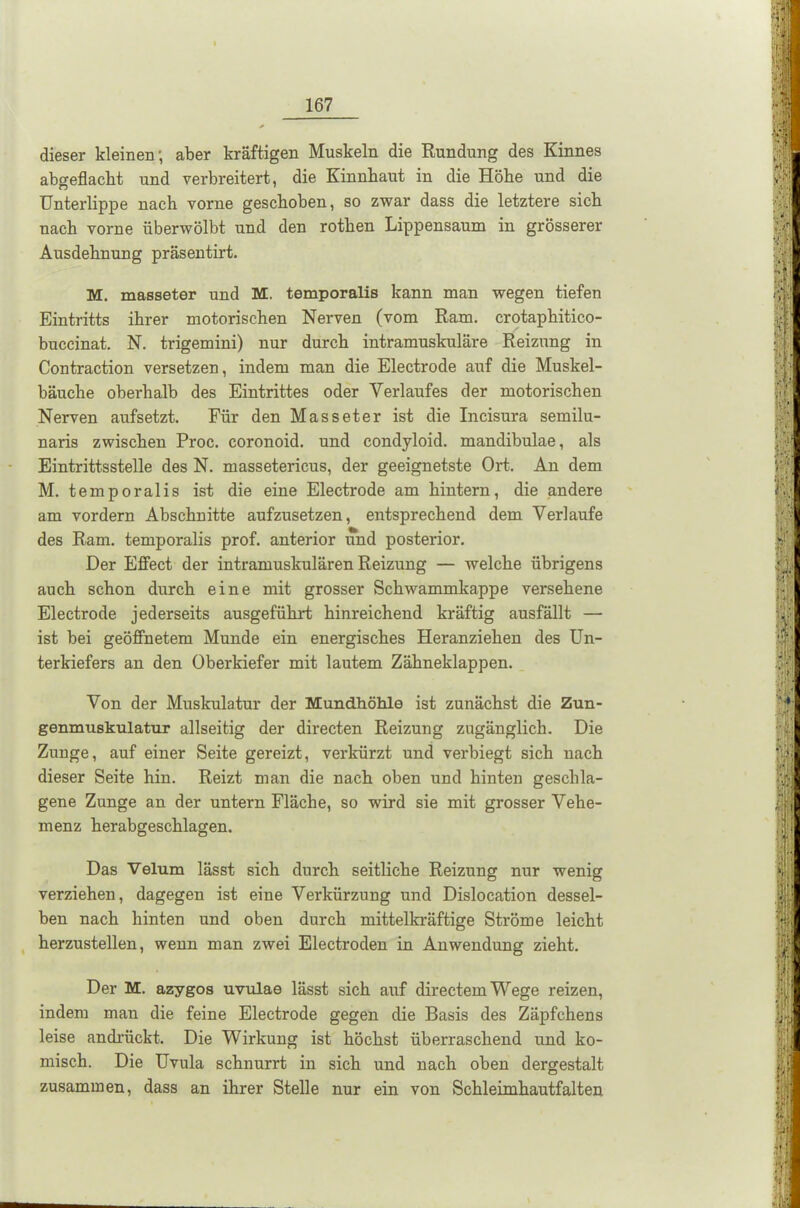 dieser kleinen; aber kräftigen Muskeln die Rundung des Kinnes abo-eflacbt und verbreitert, die Kinnbaut in die Höbe und die Unterlippe nach vorne geschoben, so zwar dass die letztere sich nach vorne überwölbt und den rothen Lippensaum in grösserer Ausdehnung präsentirt. M. masseter und M. temporalis kann man wegen tiefen Eintritts ihrer motorischen Nerven (vom Ram. crotaphitico- bueeinat. N. trigemini) nur durch intramuskuläre Reizung in Contraction versetzen, indem man die Electrode auf die Muskel- bäuche oberhalb des Eintrittes oder Verlaufes der motorischen Nerven aufsetzt. Für den Masseter ist die Incisura semilu- naris zwischen Proc. coronoid. und condyloid. mandibulae, als Eintrittsstelle des N. massetericus, der geeignetste Ort. An dem M. temporalis ist die eine Electrode am hintern, die andere am vordem Abschnitte aufzusetzen, entsprechend dem Verlaufe des Ram. temporalis prof. anterior und posterior. Der Effect der intramuskulären Reizung — welche übrigens auch schon durch eine mit grosser Schwammkappe versehene Electrode jederseits ausgeführt hinreichend kräftig ausfällt — ist bei geöffnetem Munde ein energisches Heranziehen des Un- terkiefers an den Oberkiefer mit lautem Zähneklappen. Von der Muskulatur der Mundhöhle ist zunächst die Zun- genmuskulatur allseitig der directen Reizung zugänglich. Die Zunge, auf einer Seite gereizt, verkürzt und verbiegt sich nach dieser Seite hin. Reizt man die nach oben und hinten geschla- gene Zunge an der untern Fläche, so wird sie mit grosser Vehe- menz herabgeschlagen. Das Velum lässt sich durch seitliche Reizung nur wenig verziehen, dagegen ist eine Verkürzung und Dislocation dessel- ben nach hinten und oben durch mittelkräftige Ströme leicht herzustellen, wenn man zwei Electroden in Anwendung zieht. Der M. azygos uvulae lässt sich auf directemWege reizen, indem man die feine Electrode gegen die Basis des Zäpfchens leise andrückt. Die Wirkung ist höchst überraschend und ko- misch. Die Uvula schnurrt in sich und nach oben dergestalt zusammen, dass an ihrer Stelle nur ein von Schleimhautfalten