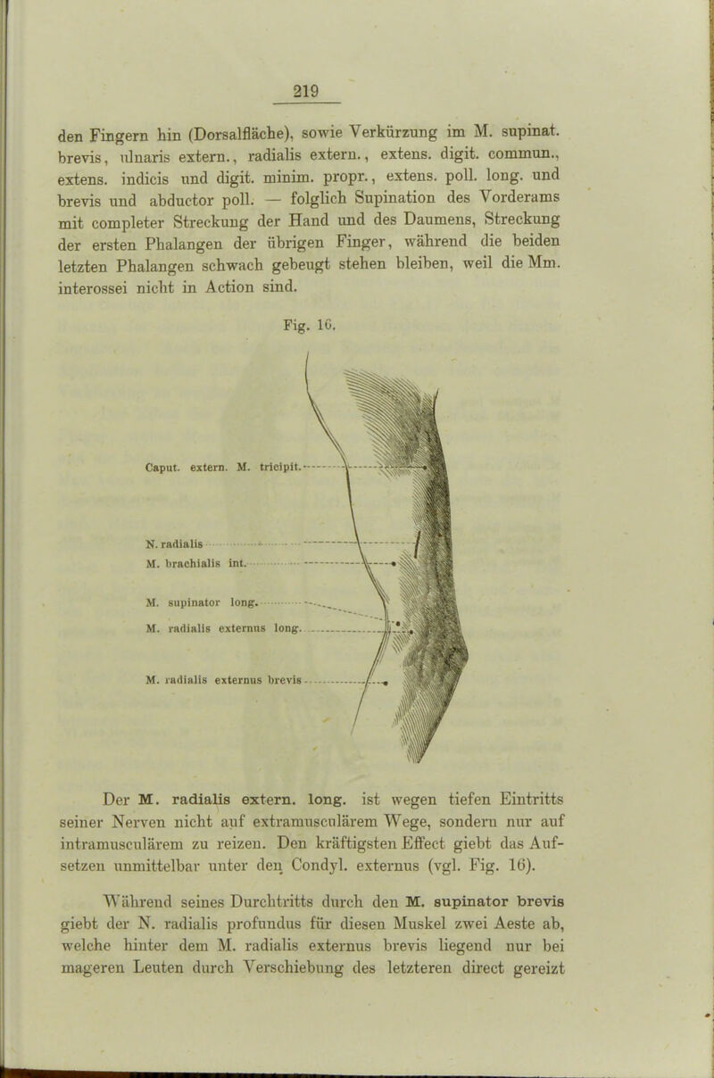 den Fingern hin (Dorsalfläche), sowie Verkürzung im M. supinat. brevis, ulnaris extern., radialis extern., extens. digit. cominun., extens. indicis und digit. minim, propr., extens. poll. long. und brevis und abductor poll. — folglich Supination des Vorderams mit completer Streckung der Hand und des Daumens, Streckung der ersten Phalangen der übrigen Finger, während die beiden letzten Phalangen schwach gebeugt stehen bleiben, weil die Mm. interossei nicht in Action sind. Fig. IG. Caput, extern. M. tricipit. N. radialis M. brachialis int. M. supinator long-. M. radialis externns long. M. radialis externus brevis Der M. radialis extern, long. ist wegen tiefen Eintritts seiner Nerven nicht auf extramuscnlärem Wege, sondern nur auf intramusculärem zu reizen. Den kräftigsten Effect giebt das Auf- setzen unmittelbar unter den Condyl. externus (vgl. Fig. 16). Während seines Durchtritts durch den M. supinator brevis giebt der N. radialis profundus für diesen Muskel zwei Aeste ab, welche hinter dem M. radialis externus brevis liegend nur bei mageren Leuten durch Verschiebung des letzteren direct gereizt