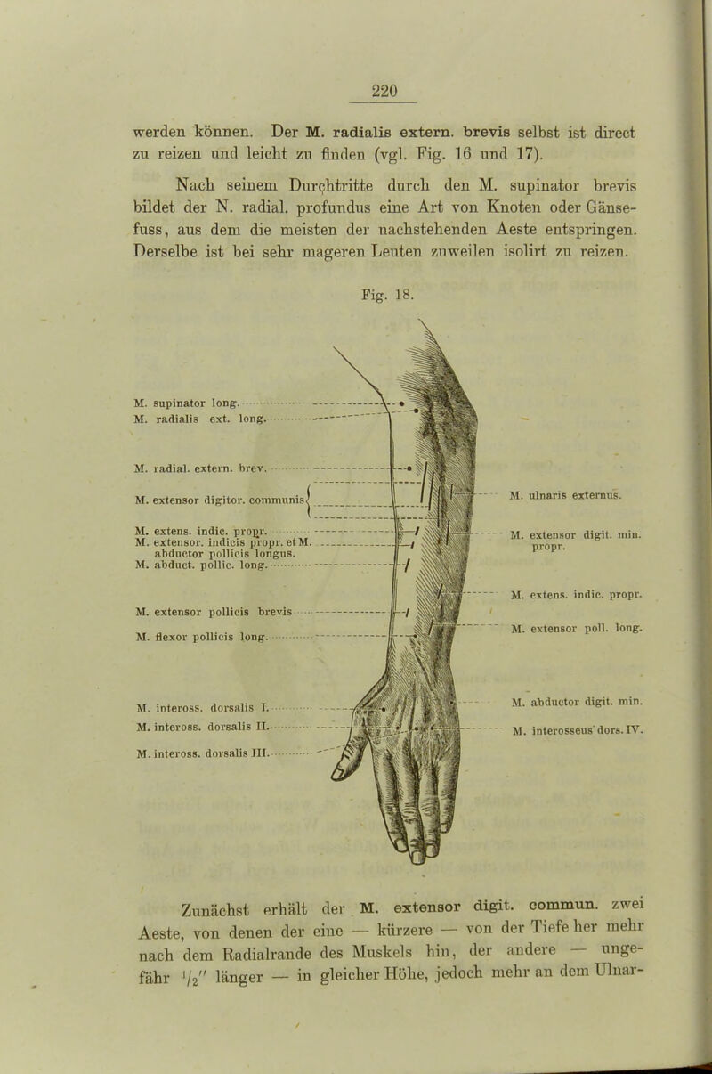 werden können. Der M. radialis extern, brevis selbst ist direct zu reizen und leicht zu finden (vgl. Fig. 16 und 17). Nach seinem Durchtritte durch den M. supinator brevis bildet der N. radial, profundus eine Art von Knoten oder Gänse- fuss, aus dem die meisten der nachstehenden Aeste entspringen. Derselbe ist bei sehr mageren Leuten zuweilen isolirt zu reizen. Fig. 18. M. supinator long. M. radialis ext. long. M. radial, extern, brev. M. extensor digitor. communis M. extens. indic. projtr. M. extensor. indicis propr. etM. abductor pollicis longus. M. abduct. pollic. long. - M. extensor pollicis brevis M. flexor pollicis long. M. inteross. dorsalis I. M. inteross. dorsalis II. M. inteross. dorsalis III. M. ulnaris externus. M. extensor digit. min. propr. M. extens. indic. propr. M. extensor poll. long. M. abductor digit. min. M. interosseus' dors. IV. Zunächst erhält der M. extensor digit. commun. zwei Aeste, von denen der eine — kürzere von der Tiefe hei mein nach dem Radialrande des Muskels hin, der andere — unge- fähr *I2 länger — in gleicher Höhe, jedoch mehr an dem Ulnar-