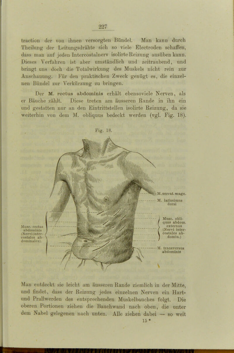 traction der von ihuen versorgten Bündel. Man kann durch Theilung der Leitungsdrähte sich so viele Electroden schaffen, dass man auf jeden Intercostalnerv isolirte Reizung ausüben kann. Dieses Verfahren ist aber umständlich und zeitraubend, und bringt uns doch die Total Wirkung des Muskels nicht rein zur Anschauung. Für deu praktischen Zweck genügt es, die einzel- nen Bündel zur Verkürzung zu bringen. Der M. rectus abdominis erhält ebensoviele Nerven, als er Bäuche zählt. Diese treten am äusseren Rande in ihn ein und gestatten nur an den Eintrittstellen isolirte Reizung, da sie weiterhin von dem M. obliquus bedeckt werden (vgl. Fig. 18). Fig. 18. Muse, rectus abdominis (Nervi intcr- eostales ab- dominales). M.serrat.magn. M. latissimus dorsi Muse, obli- quns abdom. externus (Nervi inter- costales ab- domin.) M. transversus abdominis V Man entdeckt sie leicht am äusseren Rande ziemlich in der Mitte, und findet, dass der Reizung jedes einzelnen Nerven ein Hart- und Prallwerden des entsprechenden Muskelbauches folgt. Die oberen Portionen ziehen die Bauchwand nach oben, die unter dem Nabel gelegenen nach unten. Alle ziehen dabei — so weit 15 *
