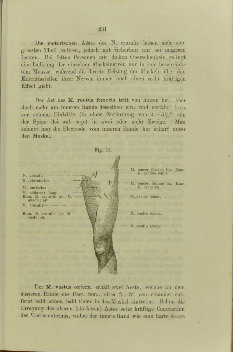 Die motorischen Aeste des N. cruralis lassen sich zum grössten Theil isoliren, jedoch mit Sicherheit nur bei magereu Leuten. Bei fetten Personen mit dicken Oberschenkeln gelingt eine Tsolirung der einzelnen Muskelnerven nur in sehr beschränk- tem Maasse, während die directe Reizung der Muskeln über den Eintrittsstellen ihrer Nerven immer noch einen recht kräftigen Effect giebt. Der Ast des M. rectus femoris tritt von hinten her, aber doch mehr am inneren Rande desselben ein, und zerfährt kurz vor seinem Eintritte (in einer Entfernung von 4 — 5llo von der Spina ilei ant. sup.) in zwei oder mehr Zweige. Man schiebt hier die Electrode vom inneren Rande her scharf unter den Muskel. N. cruralis N. obturatorius M. sartorius M adductor long. Rain. N. cruralis pro M. quadricipit. M. cruralis Ram. N. cruralis pro M. vasto int. Fig. 19. M. tensor faseiae lut. (Ram. N. glutaei sup.) M. tensor. faseiae lat. (Ram. N. cruralis). M. rectus femor. •- M. vastus extern. - M. vastus extern. Der M. vastus extern, erhält zwei Aeste, welche an dem äusseren Rande des Reet, fern., circa 2 — 3 von einander ent- fernt bald höher, bald tiefer in den Muskel eintreten. Schon die Erregung des oberen (stärkeren) Astes setzt kräftige Contraction des Vastus externus, wobei der innere Rand wie eine harte Kante