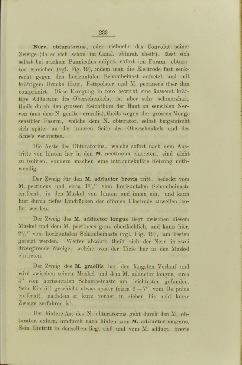 Nerv, obturatorius, oder vielmehr das Convolut seiner Zweige (da er sich schon im Canal, obturat. theilt), lässt sich selbst bei starkem Panniculus adipös, sofort am Foram. obtura- tor. erreichen (vgl. Fig. 19), indem man die Electrode fast senk- recht gegen den horizontalen Schambeinast aufsetzt und mit kräftigem Drucke Haut, Fettpolster und M. peetineus über ihm comprimirt. Diese Erregung in toto bewirkt eine äusserst kräf- tige Adduction des Oberschenkels, ist aber sehr schmerzhaft, theils durch den grossen Reichthum der Haut an sensiblen Ner- ven (aus dem N. genito - cruralis), theils wegen der grossen Menge sensibler Fasern, welche dem N. obturator. selbst beigemischt sich später an der inneren Seite des Oberschenkels und des Knie’s verbreiten. Die Aeste des Obturatorius, welche sofort nach dem Aus- tritte von hinten her in den M. peetineus eintreten, sind nicht zu isoliren, sondern machen eine intramuskuläre Reizung noth- wendig. Der £weig für den M. adductor brevis tritt, bedeckt vom M. peetineus und circa l3/4 vom horizontalen Schambeinaste entfernt, in den Muskel von hinten und innen ein, und kann hier durch tiefes Eindrücken der dünnen Electrode zuweilen iso- lirt werden. Der Zweig des M. adductor longus liegt zwischen diesem Muskel und dem M. peetineus ganz oberflächlich, und kann hier, 21/., vom horizontalen Schambeinaste (vgl. Fig. 19), am besten gereizt werden. Weiter abwärts theilt sich der Nerv in zwei divergirende Zweige, welche von der Tiefe her in den Muskel eintreten. Der Zweig des M. gracilis hat den längsten Verlauf und wird zwischen seinem Muskel und dem M. adductor longus, circa 4 vom horizontalen Schambeiuaste am leichtesten gefunden. Sein Eintritt geschieht etwas später (circa 6 — 7 vom Os pubis entfernt), nachdem er kurz vorher in sieben bis acht kurze Zweige zerfahren ist. Der hintere Ast des N. obturatorius geht durch den M. -ob- turator. extern, hindurch nach hinten zum M. adductor magnus. Sein Eintritt in denselben liegt tief und vom M. adduct. brevis