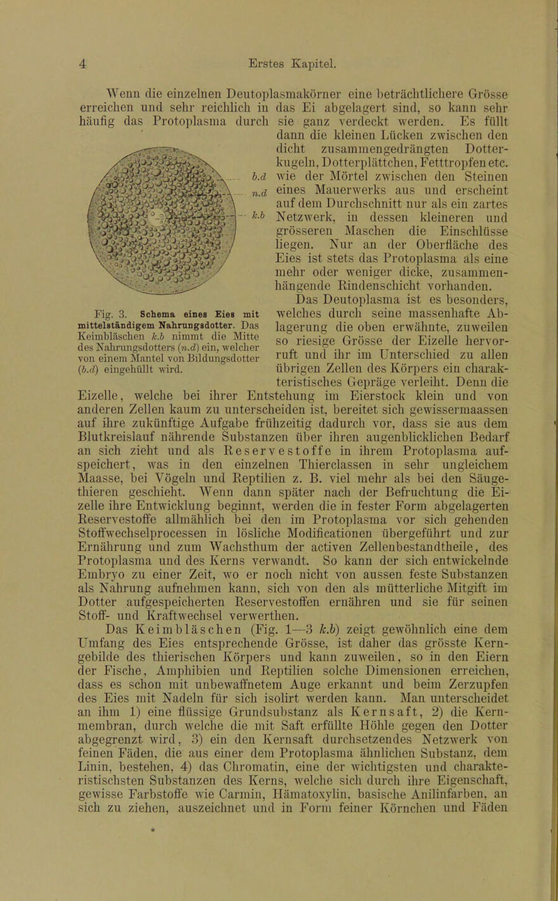 Wcnn die einzelnen Deutoplasm'akSrner eine betniclitlichere Grosse erreiclien mid sehr reichlich m haufig das Protoplasma (lurch n. d Lb X V .7 Fig. 3. Schema eines Eies mit mittelstandigem Nahrungsdotter. Das Keimbliischen k.b nimmt die Mitte des Nahrungsdotters (n.d) ein, welcher von einem Mantel von Bildungsdotter (b.d) eingehiillt wird. das Ei abgelagert sind, so kann sehr sie ganz vercleckt werden. Es fullt dann die kleinen Liicken zwischen den dicht zusammengedrangten Dotter- kugeln, Dotterplattchen, Fetttropfen etc. wie der Mortel zwischen den Steinen eines Mauerwerks aus und erscheint auf dem Durchschnitt nur als ein zartes Netzwerk, in dessen kleineren und grosseren Maschen die Einschliisse liegen. Nur an der Oberflache des Eies ist stets das Protoplasma als eine raehr oder weniger dicke, zusammen- hangende Rindenschicht vorhanden. Das Deutoplasma ist es besonders, welches durch seine massenhafte Ab- lagerung die oben erwahnte, zuweilen so riesige Grosse der Eizelle hervor- ruft und ihr im Unterschied zu alien ubrigen Zellen des Korpers ein charak- teristisches Geprage verleiht. Denn die Eizelle, welche bei ihrer Entstehung im Eierstock klein und von anderen Zellen kaum zu unterscheiden ist, bereitet sich gewissermaassen auf thre zukiinftige Aufgabe friihzeitig dadurch vor, dass sie aus dem Blutkreislauf niihrende Substanzen iiber ihren augenblicklichen Bedarf an sich zieht und als Reservestoffe in ihrem Protoplasma auf- speichert, was in den einzelnen Thierclassen in sehr ungleichera Maasse, bei Vogeln und Reptilien z. B. viel mehr als bei den Sauge- thieren geschieht. Wenn dann spater nach der Befruchtung die Ei- zelle ihre Entwicklung beginnt, werden die in fester Form abgelagerten Reservestoffe allmahlich bei den im Protoplasma vor sich gehenden Stoffwechselprocessen in losliche Modificationen iibergefuhrt und zur Ernahrung und zum Wachsthum der activen Zellenbestandtheile, des Protoplasma und des Kerns verwandt. So kann der sich entwickelnde Embryo zu einer Zeit, wo er noch nicht von aussen feste Substanzen als Nahrung aufnehmen kann, sich von den als mutterliche Mitgift im Dotter aufgespeicherten Reservestoffen ernahren und sie fur seinen Stoff- und Kraftwechsel verwerthen. Das Keimblaschen (Fig. 1—3 k.b) zeigt gewohnlich eine dem Umfang des Eies entsprechende Grosse, ist daher das grosste Kern- gebilde des thierischen Korpers und kann zuweilen, so in den Eiern der Fische, Amphibien und Reptilien solche Dimensionen erreiclien. dass es schon mit unbewaffnetem Auge erkannt und beim Zerzupfen des Eies mit Nadeln fur sich isolirt werden kann. Man unterscheidet an ihm 1) eine fliissige Grundsubstanz als Kerns aft, 2) die Kern- membran, durch welche die mit Saft erfiillte Hohle gegen den Dotter abgegrenzt wird, 3) ein den Kernsaft durchsetzendes Netzwerk von feinen Faden, die aus einer dem Protoplasma ahnlichen Substanz, dein Linin, bestehen, 4) das Chromatin, eine der wichtigsten und charakte- ristischsten Substanzen des Kerns, welche sich durch ihre Eigenschaft, gewisse Farbstoffe wie Carmin, Hamatoxylin, basische Anilinfarben, an sich zu Ziehen, auszeichnet und in Form feiner KSrnchen und Fiiden