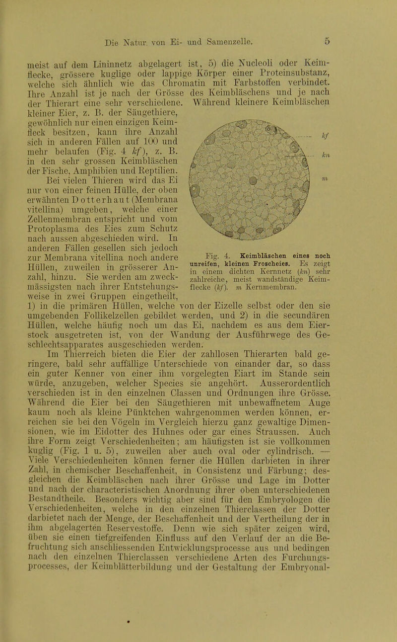 meist auf dem Liniunetz abgelagert ist, 5) die Nucleoli oder Keini- tiecke, grossere kuglige oder lappige Korper einer Proteinsubstanz, welche sich ahnlich wie das Chromatin mit Farbstoffen verbindet. [hre Anzahl ist je nach der Grosse des KeimblSschens und je nach der Thierart eine sebr verscbiedene kleiner Eier, z. B. der Saugethiere, gewShnlich nur einen einzigen Keini- lleck besitzen, kann ihre Anzahl sich in anderen Fallen auf 100 und mehr belaufen (Fig. 4 kf), z. B. in den sehr grossen Keimblaschen der Fische, Amphibien und Reptilien. Bei vielen Thieren wird das Ei nur von einer feinen Hiille, der oben erwahnten D o tt erh au t (Membrana vitellina) umgeben, welche einer Zellenmenibran entspricht und vom Protoplasma des Eies zum Schutz nach aussen abgeschieden wird. In anderen Fallen gesellen sich jedoch zur Membrana vitellina noch andere Hiillen, zuweilen in grosserer An- zahl, hinzu. Sie werden am zweck- massigsten nach ihrer Entstekungs- weise in zwei Gruppen eingetheilt, 1) in die primaren Hiillen, welche von der Eizelle selbst oder den sie umgebenden Follikelzellen gebildet werden, und 2) in die secundaren Hiillen, welche haufig noch urn das Ei, nachdem es aus dem Eier- stock ausgetreten ist, von der Wandung der Ausfiihrwege des Ge- schlechtsapparates ausgeschieden werden. Im Thierreich bieten die Eier der zahllosen Thierarten bald ge- ringere, bald sehr auffallige Unterschiede von einander dar, so dass ein guter Kenner von einer ihm vorgelegten Eiart im Stande sein wurde, anzugeben, welcher Species sie angehort. Ausserordentlich \ i i schieden ist in den einzelnen Classen und Ordnungen ihre Grosse. Wahrend die Eier bei den Saugethieren mit unbewaffnetem Auge kanm noch als kleine Piinktchen wahrgenommen werden konnen, er- reichen sie bei den Vogeln im Vergleich hierzu ganz gewaltige Dimen- sionen, wie im Eidotter des Huhnes oder gar eines Straussen. Audi ihre Form zeigt Verschiedenheiten; am hiLufigsten ist sie vollkommen kuglig (Fig. 1 u. 5), zuweilen aber auch oval oder cylindrisch. — \ i(;le Verschiedenheiten konnen ferner die Hiillen darbieten in ihrer Zahl, in chemischer Beschaffenheit, in Consistenz und Farbung; des- gleichen die Keimblaschen nach ihrer Grosse und Lage im Dotter und nach der characteristischen Anordnung ihrer oben unterschiedenen Bestandtheile. Besonders wichtig aber sind fiir den Embryologen die Verschiedenheiten, welche in den einzelnen Thierclassen der Dotter darbietet nach der Menge, der lieschaffenheit und der Vertheilung dor in ihm abgelagerten Reservestoffe. Denn wie sich spater zeigen wird, iiben sie einen tiefgreifenden Einfluss auf den Verlauf der an die Be- fruchtung sich anschliessenden Entwicklungsprocesse aus und bedingen nach den einzelnen Thierclassen verscbiedene Arten des Furchungs- processes, der Keimblattcrbildung und der Gestaltung der Embryonal- Wahrend kleinere Kennblasclicn Mm*. kf kn in Fig. 4. Keimblaschen eines noch unreifen, kleinen Froscheiea. Es zeigt in einem dichten Kernnetz (kn) sehr zahlreiche, meist wandstiindige Keim- flecke (kf). m Kernmembran.