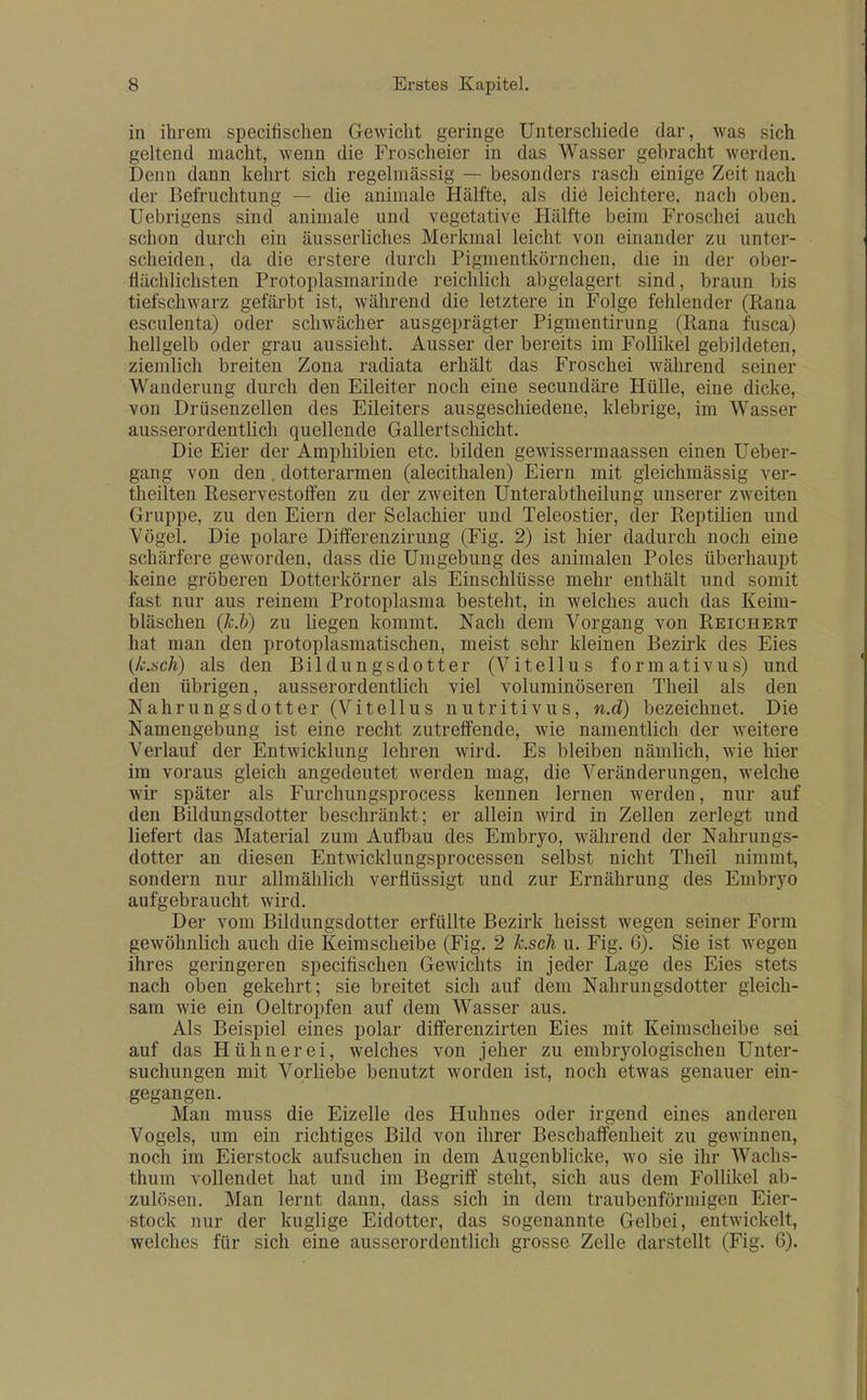 in ihrem specifischen Gewicht geringe Unterschiede dar, was sich geltend macht, wenn die Froscheier in das Wasser gebracht werden. Denu dann kehrt sich regelmassig — besonders rasch einige Zeit nach der Befruchtung — die animale Halfte, als die leichtere, nach oben. Uebrigens sind animale und vegetative Halfte beim Froschei audi schon durch em ausserliches Merkmal leicht von einander zu unter- scheiden, da die erstere durch Pigmentkornchen, die in der ober- flachlichsten Protoplasmarinde reichlich abgelagert sind, braun bis tiefschwarz gefarbt ist, wahrend die letztere in Folge fehlender (Rana esculenta) oder schwacher ausgepragter Pigmentirung (Rana fusca) hellgelb oder grau aussieht. Ausser der bereits im Follikel gebildeten, ziemlich breiten Zona radiata erhalt das Froschei wahrend seiner Wanderung durch den Eileiter noch eine secundare Hiille, eine dicke, von Driisenzellen des Eileiters ausgeschiedene, klebrige, im Wasser ausserordentlich quellende Gallertschicht. Die Eier der Amphibien etc. bilden gewissermaassen einen Ueber- gang von den dotterarmen (alecithalen) Eiern mit gleichmassig ver- theilten Reservestoffen zu der zweiten Unterabtheilung unserer zweiten Gruppe, zu den Eiern der Selachier und Teleostier, der Reptilien und Vogel. Die polare Differenzirung (Fig. 2) ist hier dadurch noch eine scharfere geworden, dass die Umgebung des animalen Poles iiberhaupt keine groberen Dotterkorner als Einschliisse mehr entha.lt und somit fast nur aus reinem Protoplasma besteht, in welches auch das Keim- blaschen (k.b) zu liegen kommt. Nach dem Vorgang von Reichert hat man den protoplasmatischen, meist sehr kleinen Bezirk des Eies {k.sch) als den Bildungsdotter (Vitellus formativus) und den iibrigen, ausserordentlich viel voluminoseren Theil als den Nahrungsdotter (Vitellus nutritivus, n.d) bezeichnet. Die Namengebung ist eine recht zutreffende, wie namentlich der weitere Verlauf der Entwicklung lehren wird. Es bleiben namlich, wie hier im voraus gleich angedeutet werden mag, die Veranderungen, welche wir spater als Furchungsprocess kennen lernen werden, nur auf den Bildungsdotter beschrankt; er allein wird in Zellen zerlegt und liefert das Material zum Aufbau des Embryo, wahrend der Nahrungs- dotter an diesen Entwicklungsprocessen selbst nicht Theil nimmt, sondern nur allmahlich verfliissigt und zur Ernahrung des Embryo aufgebraucht wird. Der vom Bildungsdotter erfiillte Bezirk heisst wegen seiner Form gewohnlich auch die Keimscheibe (Fig. 2 h.sch u. Fig. 6). Sie ist wegen ihres geringeren specifischen Gewichts in jeder Lage des Eies stets nach oben gekehrt; sie breitet sich auf dem Nahrungsdotter gleich- sam wie ein Oeltropfen auf dem Wasser aus. Als Beispiel eines polar differenzirten Eies mit Keimscheibe sei auf das Hiihnerei, welches von jeher zu embryologischen Unter- suchungen mit Vorliebe benutzt worden ist, noch etwas genauer ein- gegangen. Man muss die Eizelle des Huhnes oder irgend eines anderen Vogels, um ein richtiges Bilcl von ihrer Beschaffenheit zu gewinnen, noch im Eierstock aufsuchen in dem Augenblicke, wo sie ihr Wachs- thum vollendet hat und im Begriff steht, sich aus dem Follikel ab- zuh'isen. Man lernt dann, class sich in dem traubenformigen Eier- stock nur der kuglige Eidotter, das sogenannte Gelbei, entwickelt, welches fin* sich eine ausserordentlich grosse Zelle darstellt (Fig. C).