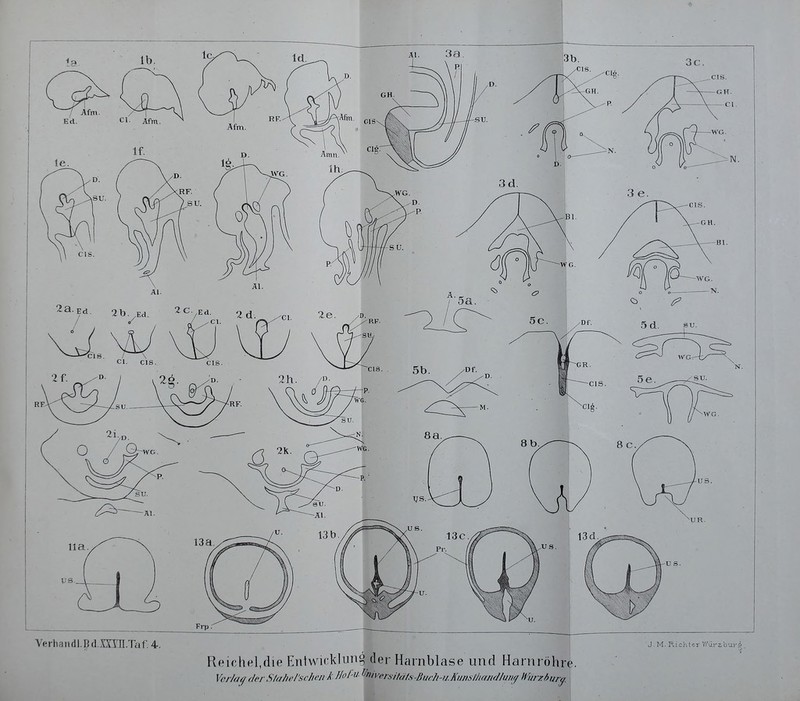 Yerhandl.Bd.mTT.Taf.4. J. M. Richler V/ürzbui'si Reichel,die Entwicklung der Harnblase und Harnröhre. Vcrhttf der SlaJn'/'schcji k Ilof'^^nivers-naLs-Burh-u^