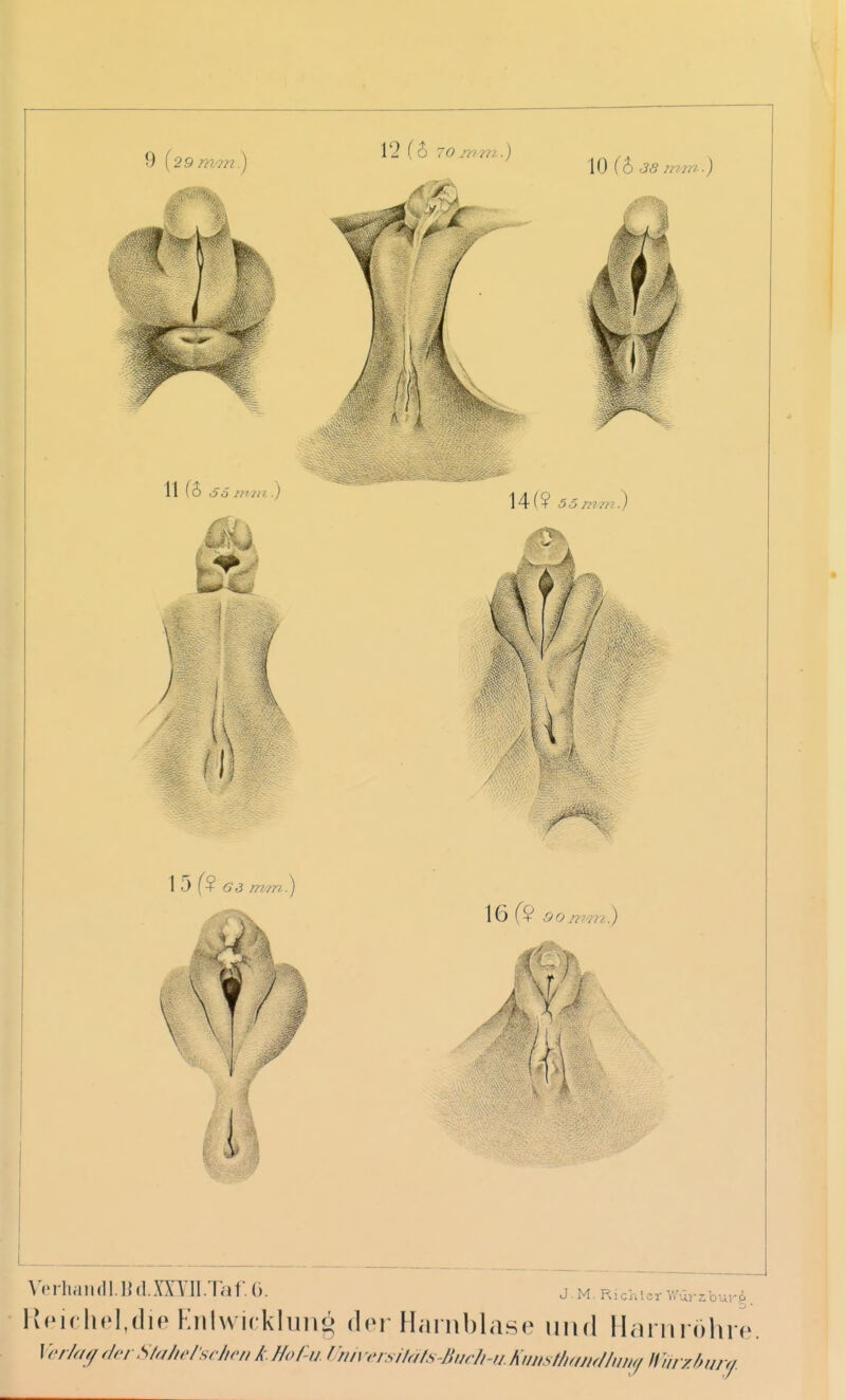 9 [29 11 (5 ö6 rti/ii.) 15f? G.3 mm. f Wrliaiidl.Hd.m'll.Taf.O. 12 (6 70 ivrn) 10 (6 38 mm.) 14(? Ii 16 f+ J.M. Ric'uicr W'urzburi lv(Mrhol,(]ip FnlwickhiiHj» der Hiirnblase und Ihirm olne, Verladet Stahe/seJn'n A. Hof-u. Inn dsHaLs-Budi-ii. Kumtliam/Iun</ Hm z/jujy.