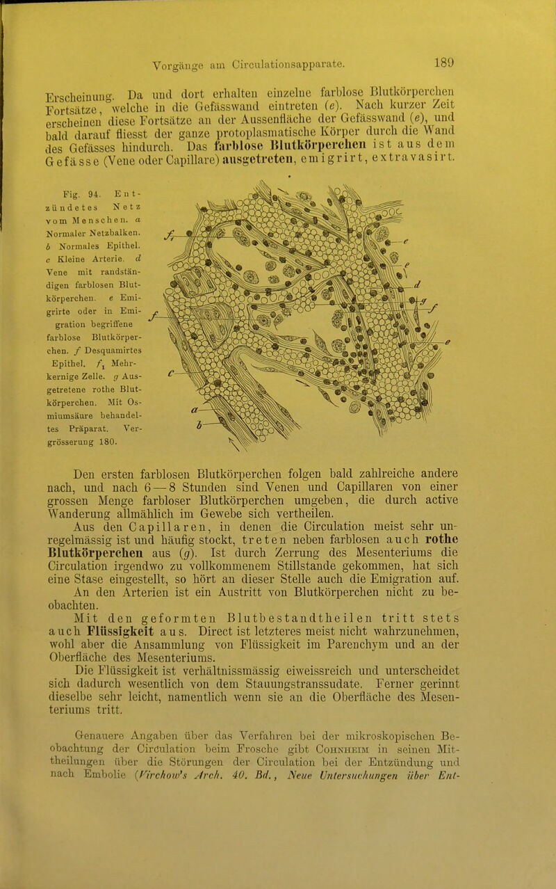 Vorgänge am Circulationsapparate. Erscbeiniui- Da uud dort erhalten einzelne farblose Blutkörperchen Fortsätze, welche in die Gefässwand eintreten (e). Nach kurzer Zeit erscheinen diese Fortsätze an der Aussenfläche der Gefässwand (e), und bald darauf fliesst der ganze protoplasmatische Körper durch die Wand des Gefässes hindurch. Das farblose Blutkörperchen ist aus dem G e f ä s s e (Vene oder Capillare) ausgetreten, e m i g r i r t, e x t r a v a s i r t. Fig. 94. Ent- zündetes Netz V 0 m M 6 n s c h e n. a Normaler Netzbalken. b Normales Epithel. c Kleine Arterie, d Vene mit randstän- digen farblosen Blut- körperchen, e Emi- grirte oder in Emi- gration begriflfene farblose Blutkörper- chen, f Desquamirtes Epithel, /i Mehr- kernige Zelle, g Aus- getretene rothe Blut- körperchen. Mit Os- miumsäure behandel- tes Präparat. Ver- grösserung 180. Den ersten farblosen Blutkörperchen folgen bald zahlreiche andere nach, und nach 6 — 8 Stunden sind Venen und Capillaren von einer grossen Menge farbloser Blutkörperchen umgeben, die durch active Wanderung allmählich im Gewebe sich vertheilen. Aus den Capillaren, in denen die Circulation meist sehr un- regelmässig ist und häufig stockt, treten neben farblosen auch rothe Blutkörperchen aus (g). Ist durch Zerrung des Mesenteriums die Circulation irgendwo zu vollkommenem Stillstande gekommen, hat sich eine Stase eingestellt, so hört an dieser Stelle auch die Emigration auf. An den Arterien ist ein Austritt von Blutkörperchen nicht zu be- obachten. Mit den geformten Blutb estandthe il en tritt stets auch Flüssigkeit aus. Direct ist letzteres meist nicht wahrzunehmen, wohl aber die Ansammlung von Flüssigkeit im Parenchym und an der Oberfläche des Mesenteriums. Die Flüssigkeit ist verhältnissmässig eiweissreich und unterscheidet sich dadurch wesentlich von dem Stauungstranssudate. Ferner gerinnt dieselbe sehr leicht, namentlich wenn sie an die Oberfläche des Mesen- teriums tritt. Genauere Angaben über das Verfahren bei der mikroskopischen Be- obachtung der Ciröulation beim Frosche gibt Cohnheim in seinen Mit- theilungen über die Störungen der Circulation bei der Entzündung und nach Embolie {Hrchow's Jrch. 40. Bd., Neue Untersuchungen über Ent-