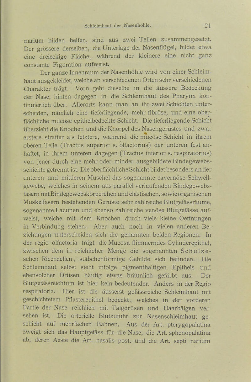 narium bilden helfen, sind aus zwei Teilen zusammengesetzt. Der grössere derselben, die Unterlage der Nasenflügel, bildet etwa eine dreieckige Fläche, während der kleinere eine nicht ganz constante Figuration aufweist. Der ganze Innenraum der Nasenhöhle wird von einer Schleim- haut ausgekleidet, welche an verschiedenen Orten sehr verschiedenen Charakter trägt. Vorn geht dieselbe in die äussere Bedeckung der Nase, hinten dagegen in die Schleimhaut des Pharynx kon- tinuierlich über. Allerorts kann man an ihr zwei Schichten unter- scheiden, nämlich eine tieferliegende, mehr fibröse, und eine ober- flächliche mucöse epithelbedeckte Schicht. Die tieferliegende Schicht überzieht die Knochen und die Knorpel des Nasengerüstes und zwar erstere straffer als letztere, während die mucöse Schicht in ihrem oberen Teile (Tractus superior s. olfactorius] der unteren fest an- haftet, in ihrem unteren dagegen (Tractus inferior s. respiratorius) von jener durch eine mehr oder minder ausgebildete Bindegewebs- ■ schichte getrennt ist. Die oberflächliche Schicht bildet besonders ander unteren und mittleren Muschel das sogenannte cavernöse Schwell- gewebe, welches in seinem aus parallel verlaufenden Bindegewebs- fasern mitBindegewebskörperchen und elastischen, sowie organischen Muskelfasern bestehenden Gerüste sehr zahlreiche Blutgefässräume, sogenannte Lacunen und ebenso zahlreiche venöse Blutgefässe auf- weist, welche mit dem Knochen durch viele kleine Oeffnungen in Verbindung stehen. Aber auch noch in vielen anderen Be- ziehungen unterscheiden sich die genannten beiden Regionen. In der regio olfactoria trägt die Mucosa flimmerndes Cylinderepithel, zwischen dem in reichlicher Menge die sogenannten Schulze- schen Riechzellen, stäbchenförmige Gebilde sich befinden. Die Schleimhaut selbst sieht infolge pigmenthaltigen Epithels und ebensolcher Drüsen häufig etwas bräunlich gefärbt aus. Der Blutgefässreichtum ist hier kein bedeutender. Anders in der Regio respiratoria. Hier ist die äusserst gefässreiche Schleimhaut mit geschichtetem Pflasterepithel bedeckt, welches in der vorderen Partie der Nase reichlich mit Talgdrüsen und Haarbälgen ver- sehen ist. Die arterielle Blutzufuhr zur Nasenschleimhaut ge- schieht auf mehrfachen Bahnen. Aus der Art. pteiygopalatina zweigt sich das Hauptgefäss für die Nase, die Art. sphenopalatina ab, deren Aeste die Art. nasalis post, und die Art. septi narium