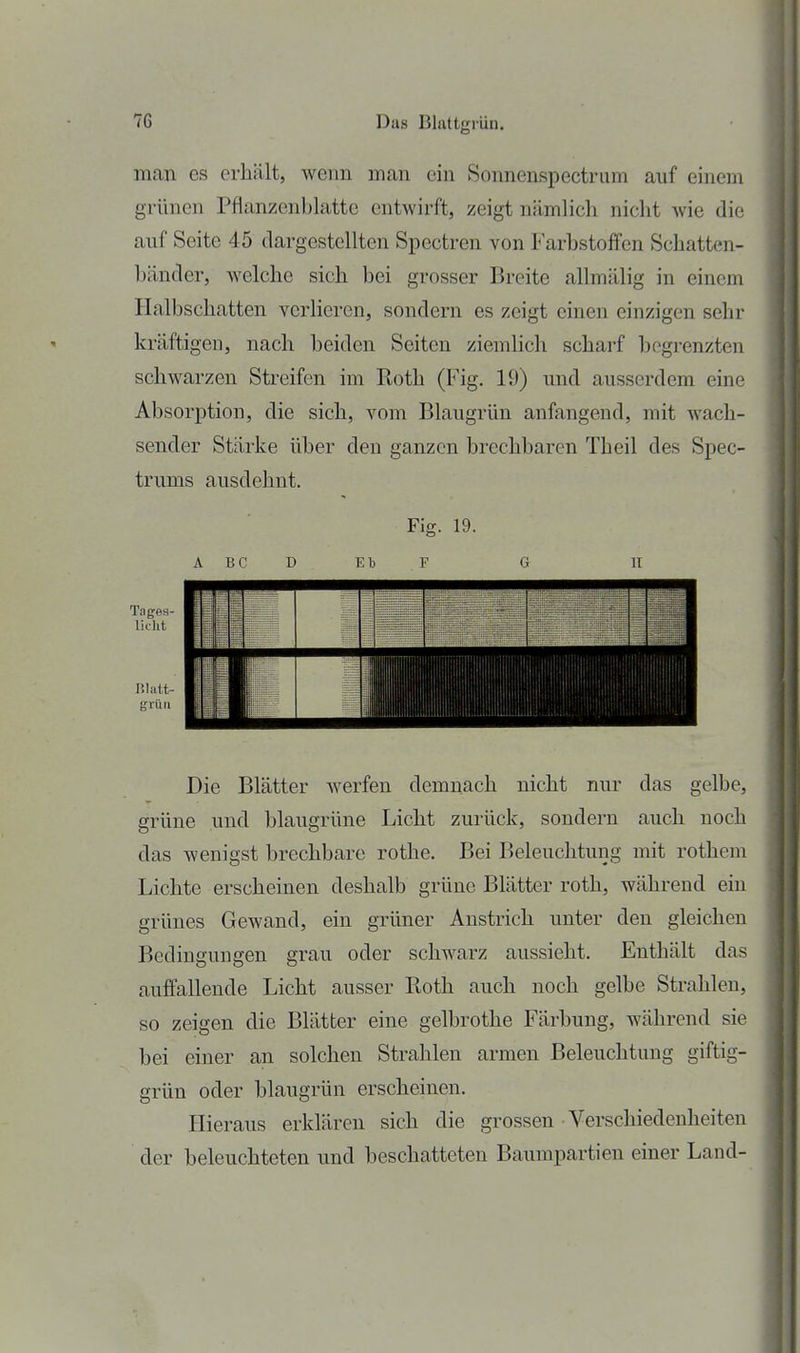 man es erhält, wenn man ein Sonnenspectrum auf einem grünen Pflanzenblatte entwirft, zeigt nämlicli niclit Avie die auf Seite 45 dargestellten Spectren von Farbstoffen Schatten- bänder, welche sich bei grosser Breite allmälig in einem Halbschatten verlieren, sondern es zeigt einen einzigen sehr kräftigen, nach beiden Seiten ziemlich scharf begrenzten schwarzen Streifen im Roth (Fig. 19) und ausserdem eine Absorption, die sich, vom Blaugrün anfangend, mit wach- sender Stärke über den ganzen brechbaren Theil des Spec- trums ausdehnt. Fig. 19. A BC D El) F G H Die Blätter werfen demnach nicht nur das gelbe, grüne und blaugrüne Licht zurück, sondern auch noch das wenigst brechbare rothe. Bei Beleuchtung mit rothem Lichte erscheinen deshalb grüne Blätter roth, während ein grünes Gewand, ein grüner Anstrich unter den gleichen Bedingungen grau oder schwarz aussieht. Enthält das auffallende Licht ausser Eoth auch noch gelbe Strahlen, so zeigen die Blätter eine gelbrothe Färbung, während sie bei einer an solchen Strahlen armen Beleuchtung giftig- grün oder blaugrün erscheinen. Hieraus erklären sich die grossen • Verschiedenheiten der beleuchteten und beschatteten Baumpartien einer Land-