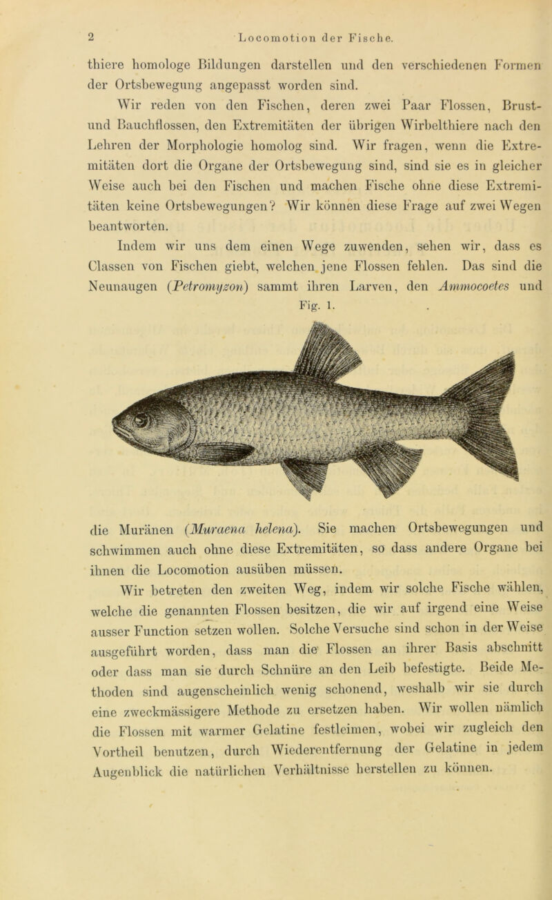 thiere homologe Bildungen darstellen und den verschiedenen Formen der Ortsbewegung angepasst worden sind. Wir reden von den Fischen, deren zwei Paar Flossen, Brust- und Bauchflossen, den Extremitäten der übrigen Wirbel thiere nach den Lehren der Morphologie homolog sind. Wir fragen, wenn die Extre- mitäten dort die Organe der Ortsbewegung sind, sind sie es in gleicher Weise auch hei den Fischen und machen Fische ohne diese Extremi- täten keine Ortsbewegungen? Wir können diese Frage auf zwei Wegen beantworten. Indem wir uns dem einen Wege zuwenden, sehen wir, dass es Classen von Fischen giebt, welchen jene Flossen fehlen. Das sind die Neunaugen (Petromyzon) sammt ihren Larven, den Ammocoetes und Fig. 1. die Muränen (.Muraena helena). Sie machen Ortsbewegungen und schwimmen auch ohne diese Extremitäten, so dass andere Organe bei ihnen die Locomotion ausüben müssen. Wir betreten den zweiten Weg, indem wir solche Fische wählen, welche die genannten Flossen besitzen, die wir auf irgend eine Weise ausser Function setzen wollen. Solche Versuche sind schon in der Weise ausgeführt worden, dass man die Glossen an ihrer Basis abschnitt oder dass man sie durch Schnüre an den Leih befestigte. Beide Me- thoden sind augenscheinlich wenig schonend, weshalb wir sie durch eine zweckmässigere Methode zu ersetzen haben. Wii wollen nämlich die Flossen mit warmer Gelatine festleimen, wobei wir zugleich den Vortheil benutzen, durch Wiederentfernung der Gelatine in jedem Augenblick die natürlichen Verhältnisse hersteilen zu können.