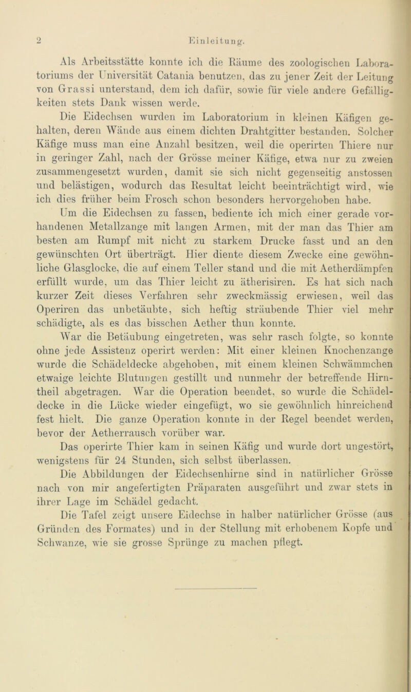Als Arbeitsstätte konnte ich die Räume des zoologischen Labora- toriums der Universität Catania benutzen, das zu jener Zeit der Leitung von Grassi unterstand, dem ich dafür, sowie für viele andere Gefällig- keiten stets Dank wissen werde. Die Eidechsen wurden im Laboratorium in kleinen Käfigen ge- halten, deren Wände aus einem dichten Drahtgitter bestanden. Solcher Käfige muss man eine Anzahl besitzen, weil die operirten Thiere nur in geringer Zahl, nach der Grösse meiner Käfige, etwa nur zu zweien zusammengesetzt wurden, damit sie sich nicht gegenseitig anstossen und belästigen, wodurch das Resultat leicht beeinträchtigt wird, wie ich dies früher beim Frosch schon besonders hervorgehoben habe. Um die Eidechsen zu fassen, bediente ich mich einer gerade vor- handenen Metallzange mit langen Armen, mit der man das Thier am besten am Rumpf mit nicht zu starkem Drucke fasst und an den gewünschten Ort überträgt. Hier diente diesem Zwecke eine gewöhn- liche Glasglocke, die auf einem Teller stand und die mit Aetherdämpfen erfüllt wurde, um das Thier leicht zu ätherisiren. Es hat sich nach kurzer Zeit dieses Verfahren sehr zweckmässig erwiesen, weil das Operiren das unbetäubte, sich heftig sträubende Thier viel mehr schädigte, als es das bisschen Aether thun konnte. War die Betäubung eingetreten, was sehr rasch folgte, so konnte ohne jede Assistenz operirt werden: Mit einer kleinen Knochenzange wurde die Schädeldecke abgehoben, mit einem kleinen Schwämmchen etwaige leichte Blutungen gestillt und nunmehr der betreffende Hirn- theil abgetragen. War die Operation beendet, so wurde die Schädel- decke in die Lücke wieder eingefügt, wo sie gewöhnlich hinreichend fest hielt. Die ganze Operation konnte in der Regel beendet werden, bevor der Aetherrauscli vorüber war. Das operirte Thier kam in seinen Käfig und wurde dort ungestört, wenigstens für 24 Stunden, sich selbst überlassen. Die Abbildungen der Eidechsenhirne sind in natürlicher Grösse nach von mir angefertigten Präparaten ausgeführt und zwar stets in ihrer Lage im Schädel gedacht. Die Tafel zeigt unsere Eidechse in halber natürlicher Grösse (aus Gründen des Formates) und in der Stellung mit erhobenem Kopfe und Schwänze, wie sie grosse Sprünge zu machen pflegt.