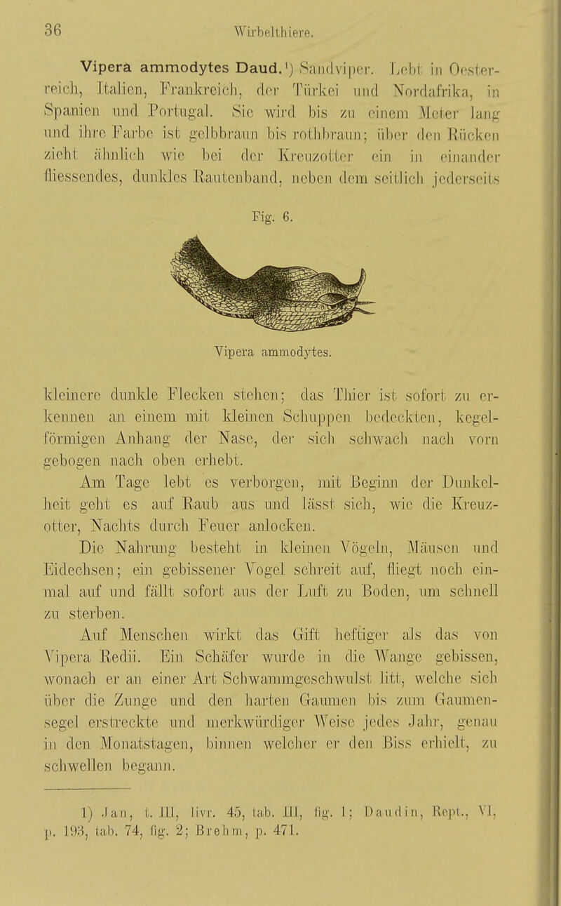 Vipera ammodytes Daud.') Saiulvipor. Lobt in Ooster- roicli, Italien, Frankreich, der Türkei und Nordafrika, in Spanien und Portugal. Sie wird bis zu oinem Metei- lang und ihre Farbe ist gelbbraun bis rothbraiin; über den Rücken zieht ähnlich wie bei der Kreuzotter ein in eiiuinder fliessendes, dunkles Eautenband, uebeji dem seitlich jcderseits Fig. 6. Vipera ammodytes. kleiuere dunkle Flecken stehen; das Thier ist sofort zu er- kennen an einem mit kleinen Schujipen bedeckten, kegel- förmigen Anhang der Nase, der sich schwach ]iach vorn gebogen nach oben erhebt. Am Tage lebt es verborgen, mit Beginn der Dunkel- heit geht es auf Raub aus und lässt sich, wie die Kreuz- otter, Nachts durch Feuer anlocken. Die Nahrung besteht in kleinen Vögeln, Mäusen und Eidechsen; ein gebissener Vogel schreit auf, fliegt noch ein- mal auf und fällt sofort aus der Luft zu Boden, um sclinell zu sterben. Auf Menschen wirkt das Gift heftiger als das von Vipera Redii. Ein Schäfer wurde in die Wange gebissen, wonach er an einer Art Schwammgeschwulst litt, welche sich über die Zunge und den harten Gaumen bis zum Gaumen- segel erstreckte und merkwürdiger Weise jedes Jaln', genau in den Monatstagen, binnen welcher er den Biss erhielt, zu schwellen begann. 1) .lau, l. III, livr. 45, lab. ilJ, Wii;. 1: üaudin, Repr., Vj, p. iy;3, lal). 74, [ig. 2; Brehm, p. 471.