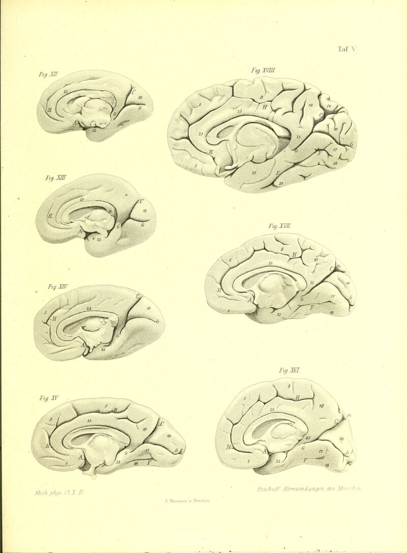Math p\ys CIX.K Bisclioff - EimvjindungerL des Mersch