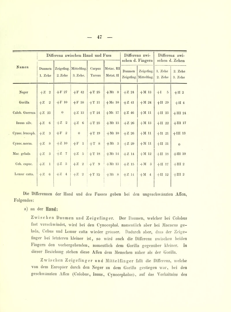 Differenz zwischen Hand und Fuss Diffei'enz zwi- schen d. Fiaigern Differenz zwi- schen d. Zehen Namen Daumen 1. Zolle Zeigenng. 2. Zehe iVlittelling. 3. Zehe. Carpus Tarsus iVletac. III Metat. II Daumen Zeigefing. Zeigefing. Mittelfing. 1. Zehe 2. Zehe 2. Zehe 3. Zehe Neger + 2 2 +F 27 -}-F 42 +T 25 +Mt 8 +Z 24 -i-M 13 + 1 5 + 11 2 Gorilla +z 2 +F 10 +F 38 + T 11 + Mc 10 + Z 41 -1-M 24 -fll 29 + 11 4 Colob. Guereza +z 23 0 +Z 13 +T 24 +Mt 17 4-Z 46 -J-M 11 -fix 23 +III 24 Inuus silv. +z 6 +Z 2 +Z G +T 23 +Mt 13 4-Z 26 -f M 13 -(-II 22 +III 17 Cynoc. leucopli. +z 3 +F 2 0 +T 19 +Mt 10 + Z 26 +M 11 -j-II 21 +III 13 Cyuoc. morm. +z 8 +Z 10 +F 1 +T 8 +Mt 3 +Z 29 -}-M 11 + 11 31 0 Mac. gelada +z 3 +Z 7 +Z 5 +T 18 +Mt 14 +Z 14 +M 12 + 11 18 +III 10 Geb. capuc. +z 1 +Z 3 + Z 2 +T 9 +Mt 13 +Z 15 +M 3 + 11 17 + III 2 Lemur catta. +z G +Z 4 +Z 2 +T 15 +Mt 8 +Z 14 -fM 4 +11 12 +III 2 Die Differenzen der Hand und des Fusses g-eben bei den uiigeschwänzlen Affen, Folgendes: a) an der Maild: Zwischen Daumen und Zeigefinger. Der Daumen, welcher bei Colobus fast verschwindet, wird bei den Cynocephal. namentlich aber bei Macaciis ge- lada, Cebus und Lemur catta wieder grösser. Dadurch aber, class der Zeige- finger bei letzteren kleiner ist, so wird auch die Differenz zwischen beiden Fingern den vorhergehenden, namentlich dem Gorilla gegenüber kleiner. In dieser Beziehung stehen diese Affen dem Menschen näher als der Gorilla. Zwischen Zeigefinger und Mittelfinger fallt die Differenz, welche von dem Europaer durch den Neger zu dem Gorilla gestiegen war, bei den geschwänzten Affen (Colobus, Inuus, Cynocephalus), auf das Verhältniss des