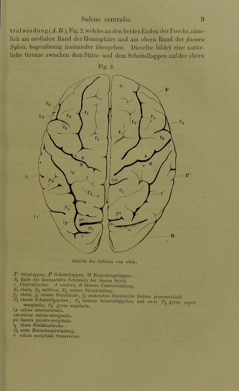 tral Windung (^l.J5.), Fig.2, welche an den beidenEnden der Furche, näm- lich am medialen Rand der Henüspliäre und am obern Rand der fissura Sylvii, bogenförmig ineinander übergehen. Dieselbe bildet eine natür- liche Grenze zwischen dem Stirn- und dem Scheitellappeu auf der obern Fig. 2. Ansicht des Gehirns von oben. F Stirnlappen, P Scheitcllappen, 0 Hiuterhauptlappen. Sj Ende des horizontalen Schenkels der fissura Sylvii. c Central furche. A vordere, B hintere Centrai windung. Fl obere, /'a mittlere, F3 untere Stirnwindung. fi obere, untere Stirnfurche, /g senkrechte Stirnfurclie (sulcus praeceiitralis). I\ oberes Scheitelläppchen , unteres Scheitelläppchen und zwar eyrus raarginalis, P^' gyrus angularis. ip sulcus interparietalis. cm sulcus calloso-marginalis. po fissura parieto-occipitalis. <I obere Schläfenfurche. Oj erste Hinterhauptwindung. 0 sulcus occipitalis transversus.