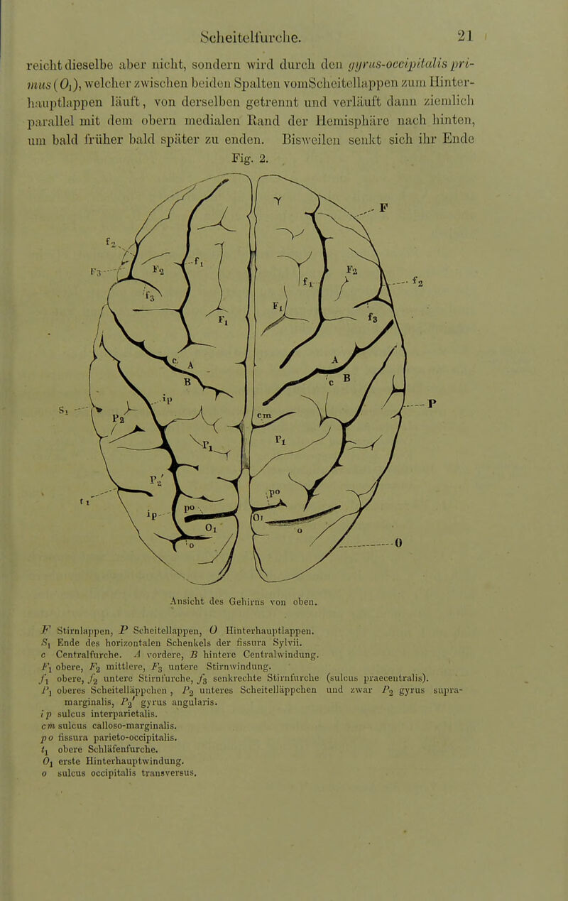 reicht dieselbe aber nicht, sondern wird durch den i/ijrus-occipiüdis pri- iims (0]), Avelcher zwischen beiden Spalten voniSclicitcllappen zum Hinter- liMuptlappen läuft, von derselben getreinit und verläuft dann ziemlicli parallel mit dem obern medialen Rand der Hemisphäre nach hinten, um bald früher bald später zu enden. Bisweilen senkt sich ihr Ende Fig. 2. Ansicht des Geliirns von oben. y Stirnlappen, P Scheitellappen, 0 Hinterhauptlappen. Ende des horizontalen Schenkels der fissura Sylvii. c Centraifurche. A vordere, B hintere Centraiwindung. J'\ obere, mittlere, untere Stirnwindung. J\ obere, yjj untere Stirni'urche, /g senkrechte Stirnfurclie (sulcus praecentralis). oberes Scheitelläppchen , P2 unteres Scheitelläppchen und zwar gyrus supra- marginalis, P2' gyrus angularis. ip sulcus interparietalis. cm sulcus calloso-marginalis. po lissura parieto-occipitalis. <j obere Schläfenfurche. Ol erste Hinterhauptwindung. 0 sulcus occipitalis transversus.