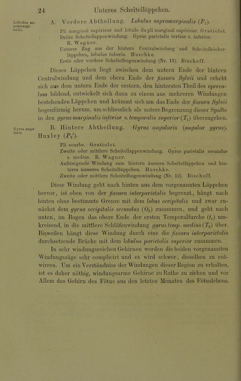 Iuris, LobuiuB 8u- A. Vordere Abtheiluiig. Lohulus supramarginaUs (P.,). livamargi- Pli marginal Buperieur und lobulo du pli marginal Buperieur. G ratiolet. Dritte Schcitellappenwindung. Gyrus parietalis tci-tius s. inferior. K. Wagner. Unterer Zug aus der hintern Gentraiwindung und Scheitclliockcr- läppchen, lobulus tuberis. Huschke. Erste oder vordere Scheitelbogenwindung (Nr. 11). Bischoff. Dieses Läppclien liegt zwisclien dem untern Ende der hintern Centralwindung und dem obern Ende der fissura Sylvii und erliebt sich aus dem untern Ende der erstem, den hintersten Theil des opercu- lim bildend, entwickelt sich dann zu einem aus mehreren Windungen bestehenden Läppchen und krümmt sich um das Ende &ev fissura Sylvii bogenförmig herum, um schliesslich als untere Begrenzung dieser öpalte in den gyrus marginalis inferior B.temporalis superior (Ti) überzugehen. Gyrus angu- B. Hintere Abtheilung. Gyrus angularis (angular gyrus). Huxley {F^'). Pli courbe. Gratiolet. Zweite oder mittlere Scheitellappenwindung. Gyrus parietalis secundus s. medius. R. Wagner. Aufsteigende Windung zum hintern äussern Scheitelläppchen und hin- teres äusseres Scheitelläppchen. Huschke. Zweite oder mittlere Scheitelbogenwindung (Nr. 12). Bisch off. Diese Windung geht nach hinten aus dem vorgenannten Läppchen hervor, ist oben von der fissura interparietalis begrenzt, hängt nach hinten ohne bestimmte Grenze mit dem löbus occipitalis und zwar zu- nächst dem gyrus occipitalis secundus (O2) zusammen, und geht nach unten, im Bogen das obere Ende der ersten Temporalfurche (ti) um- kreisend, in die mittlere Schläfenwindung gyrus tcntp. medius (T2) über. Bisweilen hängt diese Windung durch eine die fissura interparietalis durchsetzende Brücke mit dem lobulus parietalis superior zusammen. In sehr windungsreichen Gehirnen werden die beiden vorgenannten Windungszüge sehr complicirt und es wird schwer, dieselben zu ent- wirren. Um ein Verständniss der Windungen dieser Region zu erhalten, ist es daher nöthig, windungsarme Gehirne zuRathe zu ziehen und vor Allem das Gehirn des Fötus aus den letzten Monaten des Fötuslebens.