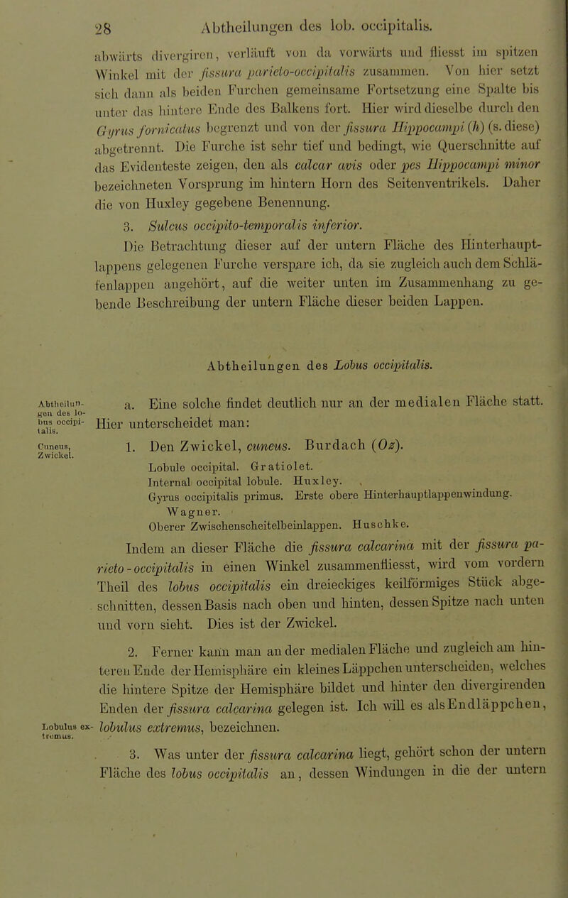 abwärts divergircu, verläuft von da vorwärts und flieset iin spitzen Winkel mit der ßssura parieto-occipital'is zusammen. Von bier setzt sich dann als beiden Furchen gemeinsame Fortsetzung eine S^ialte bis unter das hintere Ende des Balkens fort. Hier wird dieselbe durch den Gyrus fornicatus begrenzt und von der Jissura Hippocanipi (h) (s. diese) abgetrennt. Die Furche ist sehr tief und bedingt, wie Querschnitte auf das Evidenteste zeigen, den als calcar avis oder pes Ilippocamin minor bezeichneten Vorsprung im hintern Horn des Seitenventrikels. Daher die von Huxley gegebene Benennung. 3. Sulcus occipito-temporcdis inferior. Die Betrachtung dieser auf der untern Fläche des Hinterhaupt- lappens gelegenen Furche versp^ire ich, da sie zugleich auch dem Schlä- fenlappen angehört, auf die weiter unten im Zusammenhang zu ge- bende Beschreibung der untern Fläche dieser beiden Lappen. Abtheilungen des Lohus occipitaUs. Abti.oiu.ii- Eine solche findet deutlich nur an der medialen Fläche statt. gen des lo- I.U3 occipi- n^QY unterscheidet man: talis. ciineus, 1, Den Zwickel, cuneus. Burdach (Oz). Zwickel. Lobule occij)ital. Gratiolet. Internal occipital lobule. Huxley. Gyrus occipitalis primus. Erste obere Hinterhauptlappeuwindung. Wagnei'. Oberer Zwischenscheitelbeinlappen. Huschke. Indem an dieser Fläche die fissura calcarina mit der fissura pa- rieto-occipitalis in einen Winkel zusammenüiesst, wird vom vordem Theil des lobus occipitalis ein dreieckiges keilförmiges Stück abge- sch (litten, dessen Basis nach oben und hinten, dessen Spitze nach unten und vorn sieht. Dies ist der Zvyickel. 2. Ferner kann man ander medialen Fläche und zugleich am hin- teren Ende der Hemisphäre ein kleines Läppchen unterscheiden, welches die hintere Spitze der Hemisphäre bildet und hinter den divergirenden Enden äev fissura calcarina gelegen ist. Ich will es als Endläppchen, Lobiiius ex- Idbulus extrcmus, bezeichnen. tcomuB. 3. Was unter der fissura calcarina liegt, gehört schon der untern Fläche des lolus occipitalis an, dessen Windungen in die der untern I