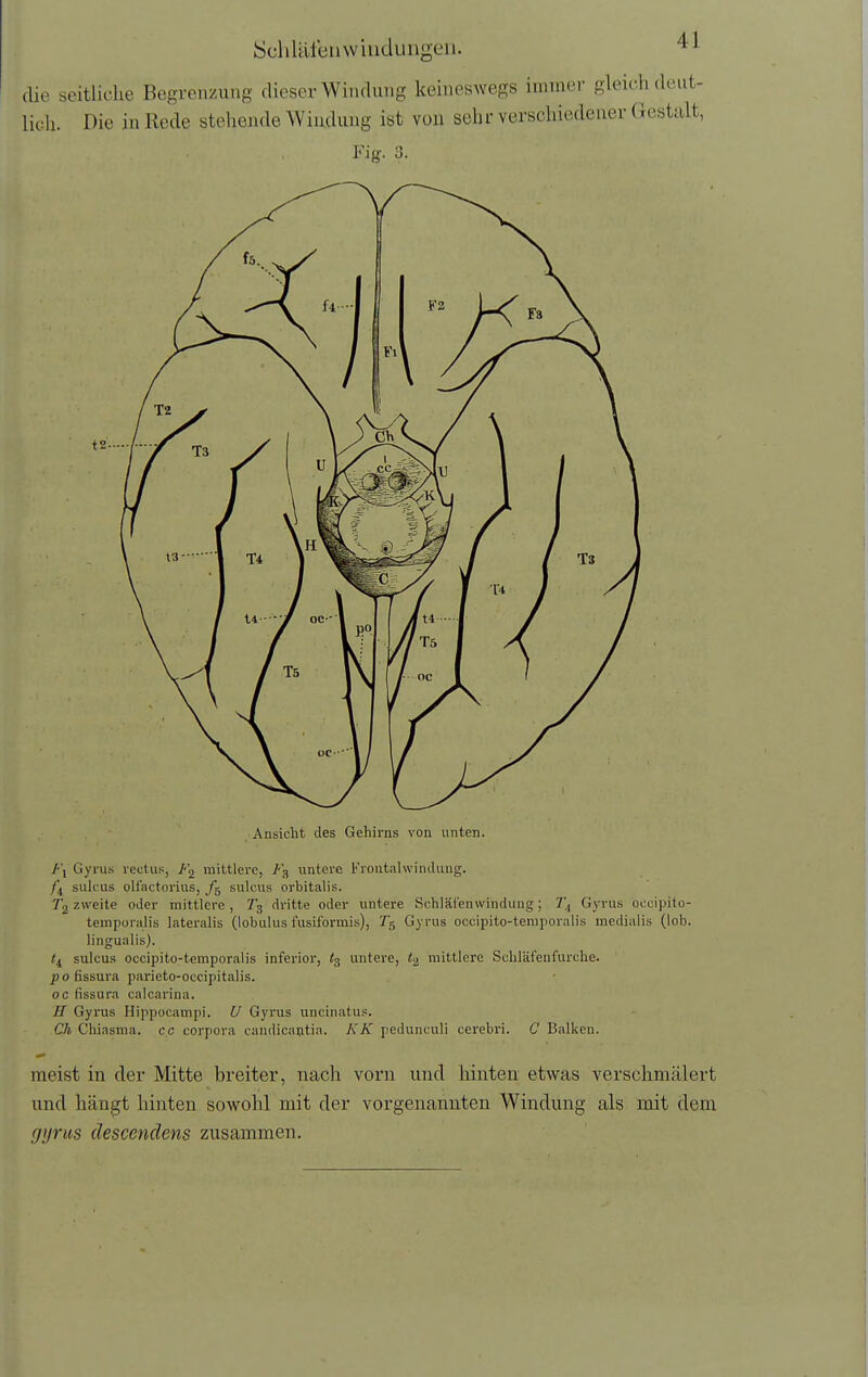 SchUlleinvilicluugen. ^ die seitliche Begrenzung tlieser Windung keineswegs immer gleich deut- lich. Die in Rede stehende Windung ist von sehr verschiedener Gestalt, Fig. 3. Ansicht des Gehirns von unten. /'i Gyrus lectus, mittlere, untere Froutalwinduug. sulfus oll'actorius, /g suleus orbitalis. 7*2 zweite oder mittlere, dritte oder untere Schläi'envvinduug; Gyrus occipito- temporalis lateralis (lobulus fusiformis), Gyrus occipito-teraporalis medialis (lob. lingualis). <4 sulcu.s occipito-temporalis inferior, % untere, mittlere Schläfenfurche. p 0 fissura parieto-occipitalis. oc fissura calcarina. H Gyrus Hippocampi. U Gyrus uncinatus. Ch Chiasma. cc corpora caiidicaotia. KK pedunculi cerebri. C Balken. meist in der Mitte breiter, nach vorn und liinten etwas verschmälert und hängt hinten sowohl mit der vorgenannten Windung als mit dem (jyrus clescendens zusammen.