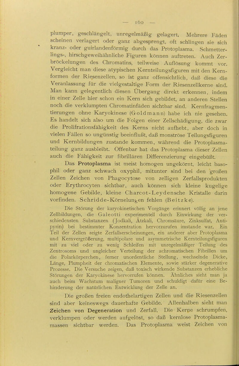 plumper, geschlängelt, unregelmäßig gelagert. Mehrere Fäden scheinen verlagert oder ganz abgesprengt, oft schlingen sie sich kränz- oder guirlandenförmig durch das Protoplasma. Schmetter- lings-, hirschgeweihähnliche Figuren können auftreten. Auch Zer- bröckelungen des Chromatins, teilweise Auflösung kommt vor. Vergleicht man diese atypischen Kernteilungsfiguren mit den Kern- formen der Riesenzellen, so ist ganz offensichtlich, daß diese die Veranlassung für die vielgestaltige Form der Riesenzellkerne sind. Man kann gelegentlich diesen Übergang direkt erkennen, indem in einer Zelle hier schon ein Kern sich gebildet, an anderen Stellen noch die verklumpten Chromatinfäden sichtbar sind. Kernfragmen- tierungen ohne Karyokinese (Goldmann) habe ich nie gesehen. Es handelt sich also um die Folgen einer Zellschädigung, die zwar die ProHfrationsfähigkeit des Kerns nicht aufhebt, aber doch in vielen Fällen so ungünstig beeinflußt, daß monströse Teilungsfiguren und Kernbildungen zustande kommen, während die Protoplasma- teilung ganz ausbleibt. Offenbar hat das Protoplasma dieser Zellen auch die Fähigkeit zur fibrillären Differenzierung eingebüßt. Das Protoplasma ist meist homogen ungekörnt, leicht baso- phil oder ganz schwach oxyphil, mitunter sind bei den großen Zellen Zeichen von Phagocytose von zelligen Zerfallsprodukten oder Erythrocyten sichtbar, auch können sich kleine kugelige homogene Gebilde, kleine Charcot-Leydensche Kristalle darin vorfinden. Schridde-Körnelungen fehlen (Beitzke). Die Störung der karyokinetischen Vorgänge erinnert völlig an jene Zellbildungen, die Galeotti experimentell durch Einwirkung der ver- schiedensten Substanzen (Jodkali, Ätzkali, Chromsäure, Zinksulfat, Anti- pyrin) bei bestimmter Konzentration hervorzurufen imstande war. Ein Teil der Zellen zeigte Zerfallserscheinungen, ein anderer aber Protoplasma imd Kernvergrößerung, multipolare und asymmetrische Kemteilungsfiguren mit zu viel oder zu wenig Schleifen mit unregelmäßiger Teilung des Zentrosoms und ungleicher Verteilung der achromatischen Fibrillen um die Polarkörperchen, femer unordentliche Stellung, wechselnde Dicke, Länge, Plumpheit der chromatischen Elemente, sowie stärker degenerative Prozesse. Die Versuche zeigen, daß toxisch wirkende Substanzen erhebliche Störungen der Karyokinese hervorrufen können. Ähnliches sieht man ja auch beim Wachstum maligner Tumoren und schuldigt dafür eine Be- hinderung der natürlichen Entwicklung der Zelle an. Die großen freien endothelartigen Zellen und die Riesenzellen sind aber keineswegs dauerhafte Gebilde. Allenhalben sieht man Zeichen von Degeneration und Zerfall. Die Kerne schrumpfen, verklumpen oder werden aufgelöst, so daß kernlose Protoplasma- massen sichtbar werden. Das Protoplasma weist Zeichen von