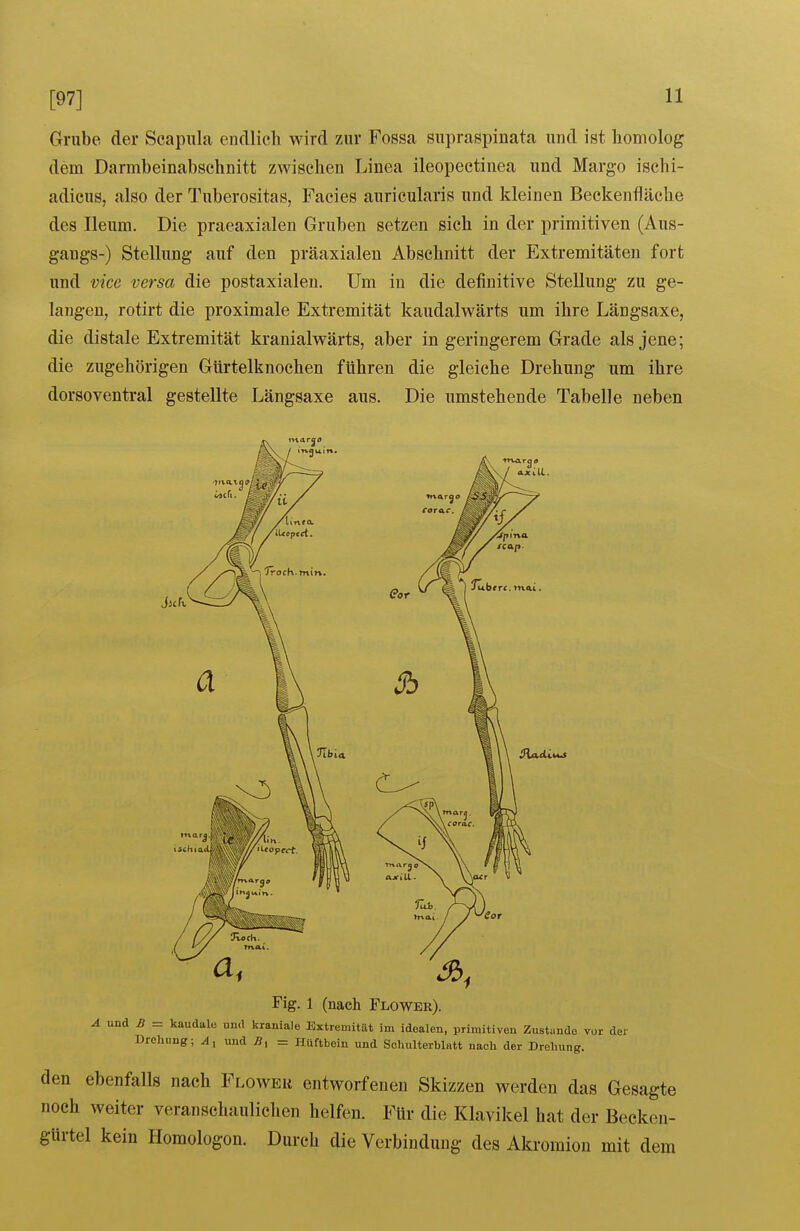 [97] Grube der Scapula eudlicli wird zur Fossa supraspinata und ist homolog dem Darmbeinabschnitt zwischen Linea ileopectinea und Margo ischi- adicus, also der Tuberositas, Facies auricularis und kleinen Beckenfläche des Ileum. Die praeaxialen Gruben setzen sich in der primitiven (Aus- gangs-) Stellung auf den präaxialen Abschnitt der Extremitäten fort und vice versa die postaxialen. Um in die definitive Stellung zu ge- langen, rotirt die proximale Extremität kaudalwärts um ihre Längsaxe, die distale Extremität kranialwärts, aber in geringerem Grade als jene; die zugehörigen Gürtelknochen führen die gleiche Drehung um ihre dorsoventral gestellte Längsaxe aus. Die umstehende Tabelle neben Jlcfi Fig. 1 (nach Flower). Aund B = kaudale und kraniale Extremität im idealen, primitiven Zustünde vor der Drehung; A, und = Hüftbein und Schulterblatt nach der Drehung. den ebenfalls nach Floweu entworfenen Skizzen werden das Gesagte noch weiter veranschaulichen helfen. Für die Klavikel hat der Becken- gürtel kein Homologon. Durch die Verbindung des Akromion mit dem