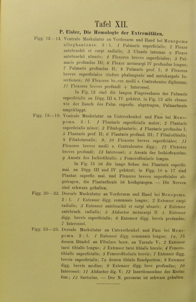 P. Eislor, Die Homologie der Extremitäten. Figg. 12-14. Ventrale Muskulatur an Vorderarm und Hand bei Menopoma alleghaniense. 2:1. / Palraaris superficialis; 2 Flexor antebrachii et carpi radialis; 3 Ulnaris internus + Flexor antebrachii ulnaris; 4 Flexorcs breves superficiales; 5 Pal- maris profundus III; 6 Flexor metacarpi IV profundus longus; 7 Palmaris profundus II; 8 Palmaris prof. I; 9 Flexores breves superficiales (tiefere phalangeale und metakarpale In- sertionen; 10 Flexores br.ves medii s. Contrahentes digitorum; // Flexores breves profundi + Interossei. In Fig. 12 sind die langen Fingerselinen des Palmaris superficialis an Digg. III u. IV gekürzt, in Fig. 13 alle ebenso wie der Bauch des Palm, superfic. abgetragen, Palmarfaszie umgeklappt. Figg. 15—19. Ventrale Muskulatur an Unterschenkel und Fuss bei Meno- poma. 2:1. / Plantaris superficialis maior; 2 Plantaris superficialis minor; 3 Fibuloplantaris; 4 Plantaris profundus I; 5 Plantaris prof. II; 6 Plantaris profund. III; 7 Fibulotibialis; 8 Fibulotarsalis; 9, 10 Flexores breves superficiales; 11 Flexores breves medii s. Contralieutes digg.; 12 Flexores breves profundi; 13 Interossei; x Ansatz des Ischioflexorius; y Ansatz des Iscliiotibialis; z Femorofibularis longus. In Fig. 15 ist die lange Sehne des Plantaris superfic. mai. an Digg. m und IV gekürzt; in Figg. 16 u. 17 sind Plantar, superfic. mai. und Flexores breves superficiales ab- getragen, die Plantarfaszie ist hochgezogen. —Die Nerven sind schwarz gehalten. Figg. 20—22. Dorsale Muskulatur an Vorderarm und Hand bei Menopoma. 2:1. 1 Extensor digg. communis longus; 2 Extensor carpi radialis; 3 Extensor antebrachii et carpi ulnaris; 4 Extensor antebrach. radialis; 5 Abductor metacarpi II ■\- Extensor digg. brevis superficialis; 6 Extensor digg. brevis profundus; 7 Interossei. Figg. 23—25. Dorsale Muskulatur an Unterschenkel und Fuss bei Meno- poma. 2:1. 1 Extensor digg. communis longus; /«, Ih dessen Bündel an Fibulare bezw. an Tarsale V; 2 Extensor tarsi tibialis longus; 3 Extensor tarsi tibialis brevis; 4 Femoro- tibialis superficialis; 5 Femorofibularis brevis; 7 Extensor digg. brevis superficialis; 7a dessen tibiale Randportion; 8 Extensor digg. brevis medius; 9 Extensor digg. brev. profundus; 10 Interossei; 11 Abductor dig. V; 12 Insertionssehnc des Rectus fem.; 13 Öartorius. — Der N. peroneus ist schwarz gehalten