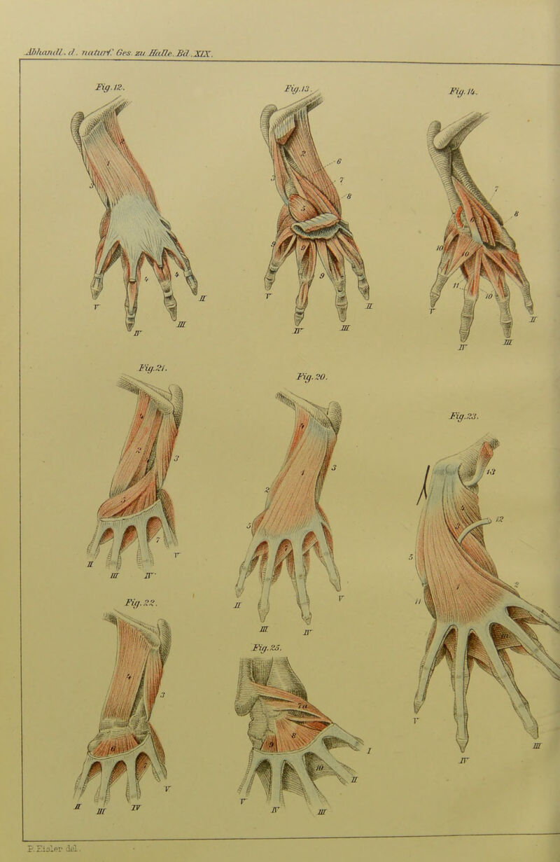 JblumiU. </. nutiai: Ges. zu BiiRe.Bß .XIX. P. Eisler deL.