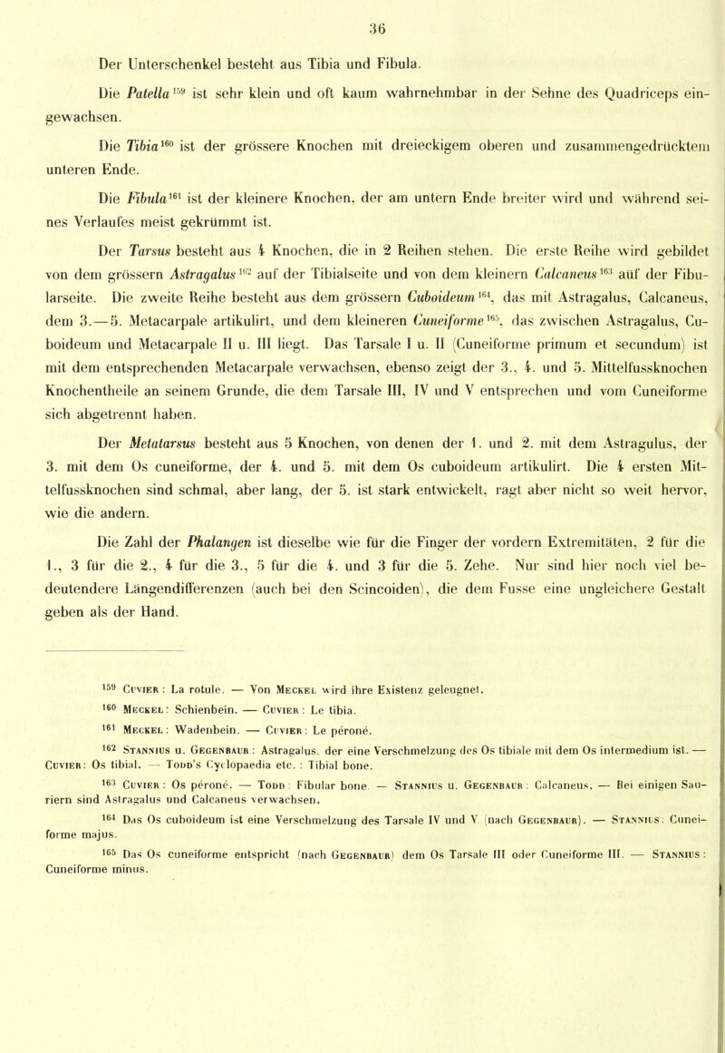 Der Unterschenkel besteht aus Tibia und Fibula. Die Patella159 ist sehr klein und oft kaum wahrnehmbar in der Sehne des Quadriceps ein- gewachsen. Die Tibiam ist der grössere Knochen mit dreieckigem oberen und zusammengedrücktem unteren Ende. Die Fibulam ist der kleinere Knochen, der am untern Ende breiter wird und während sei- nes Verlaufes meist gekrümmt ist. Der Tarsus besteht aus 4 Knochen, die in 2 Reihen stehen. Die erste Reihe wird gebildet von dem grössern Astragalus1H2 auf der Tibialseite und von dem kleinern Calcaneus163 aüf der Fibu- larseite. Die zweite Reihe besteht aus dem grössern Cuboideumm, das mit Astragalus, Calcaneus, dem 3. — 5. Metacarpale artikulirt, und dem kleineren Cuneiforme165, das zwischen Astragalus, Cu- boideum und Metacarpale II u. III liegt. Das Tarsale I u. II (Cuneiforme primum et secundum) ist mit dem entsprechenden Metacarpale verwachsen, ebenso zeigt der 3., 4. und 5. Mittelfussknochen Knochentheile an seinem Grunde, die dem Tarsale III, IV und V entsprechen und vom Cuneiforme sich abgetrennt haben. Der Metatarsus besteht aus 5 Knochen, von denen der 1. und 2. mit dem Astragulus, der 3. mit dem Os cuneiforme, der 4. und 5. mit dem Os cuboideum artikulirt, Die 4 ersten Mit- telfussknochen sind schmal, aber lang, der 5. ist stark entwickelt, ragt aber nicht so weit hervor, wie die andern. Die Zahl der Phalangen ist dieselbe wie für die Finger der vordem Extremitäten, 2 für die I., 3 für die 2., 4 für die 3., 5 für die 4. und 3 für die 5. Zehe. Nur sind hier noch viel be- deutendere Längendifferenzen (auch bei den Scincoiden), die dem Fusse eine ungleichere Gestalt geben als der Hand. 159 CrviER : La rotule. — Von Meckel wird ihre Existenz geleugnel. 160 Meckel: Schienbein. — Cuvier : Le tibia. 161 Meckel: Wadenbein. — Cuvier : Le perone. 162 Stannius u. Gegenbaur : Astragalus, der eine Verschmelzung des Os tibiale mit dem Os intermedium ist. — Cuvier: Os tibial. — Todd's Cydopaedia etc. : Tibial bone. 163 Cuvier: Os perone. — Todd : Fibular bone — Stannius u. Gegenbaur: Calcaneus. — Bei einigen Sau- riern sind Aslragalus und Calcaneus verwachsen. 164 Das Os cuboideum ist eine Verschmelzung des Tarsale IV und V (nach Gegenbaur). — Stannius: Cunei- forme majus. 105 Das Os cuneiforme entspricht (nach Gegenbaur) dem Os Tarsale III oder Cuneiforme III. •— Stannius: Cuneiforme minus.
