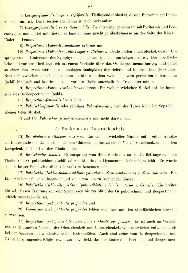 6) Coccygo-femorälis longus s. Pyriformis. Tiefliegender Muskel, dessen Endsehne am Unter- schenkel inserirt. Die Insertion am Femur ist nicht erkennbar. 7) Coccygo-femoralis breviss. Subcaudalis. Er entspringt gemeinsam mit Pyriformis und Ileo- coccygeus und bildet mit diesen verbunden eine mächtige Muskelmasse an der Seite der Kloake. Endet am Femur. 8) Ileopectineo (Pubo)-trochantineus externus und 10) Ileopectineo (Piibo)-femoralis longus s. Pectineus. Beide bilden einen Muskel, dessen Ur- sprung an den Hinterrand der Symphysis ileopectinea (pubica) zurückgerückt ist. Der oberfläch- liche und vordere Theil legt sich in seinem Verlaufe über das Os ileopectineum hinweg und endet an einer dem Trochanter minor homologen Rauhigkeit; der tiefere und hintere Theil (Pectineus) zieht sich zwischen dem Ileopectineum (pubis) und dem weit nach vorn gerückten Puboischium (ischii) hindurch und inserirt mit dem vordem Theile unterhalb des Trochanter minor. 9) Ileopectineo (Pubo)- trochantineus internus. Ein wohlentwickelter Muskel auf der Innen- seite des Os ileopectineum (pubis). 11) Ileopectinco-femoralis brevis fehlt. 12) Puboisehio-femoralis oder richtiger Pubo-femoralis, weil der Tuber ischii bei Seps fehlt. Kleiner tiefer Muskel. 13 und 14) Puboisehio [ischio)-trochanterii sind nicht darstellbar. 3) Muskeln des Unterschenkels. 15) Ileo-ftbularis s. Glutaeus maximus. Ein wohlentwickelter Muskel mit breitem Ansätze am Hinterrande des Os ilei, der mit dem Glutaeus medius zu einem Muskel verschmolzen nach dem Kniegelenk läuft und an der Fibula endet. 1 6) Ileoischiadico-tibialis. Er entspringt vom Hinterrande des an das Os ilei angrenzenden Theiles vom Os puboischium (ischii) oder pubis, da das Ligamentum ischiadicum fehlt. Er würde danach besser Puboischio-tibialis lateralis zu benennen sein. 17) Puboisehio (Ischio)-tibialis sublimis posterior s. Semimembranosus et Semitendinosus. Ein kleiner neben 1 G) entspringender und kaum von ihm zu trennender Muskel. 18) Puboisehio (ischio) -ileopectineo (pubo)-tibialis sublimis anterior s. Gracilis. Ein breiter Muskel, dessen Ursprung von den Symphysen bis zur Mitte des Os puboischium und ileopectineum seitlich zurückgerückt ist. 19) Ileopectineo (jmbo)-tibialis profundus und 20) Puboisehio {ischio)-tibialis profundus fehlen oder sind mit den oberflächlichen Muskeln verwachsen. 21) Ileopectineo i])ubo)-ileo-bifenwro-tibiaUs s. Quadriceps femoris. Er ist auch im Verhält- niss zu den andern Muskeln des Oberschenkels und Unterschenkels weit schwächer entwickelt, als bei den Sauriern mit wohlentwickelten Extremitäten. Auch sind seine vom Os ileopectineum und Os ilei entspringenden Köpfe soweit zurückgerückt, dass sie hinter dem Pectineus und Ileopectineo-