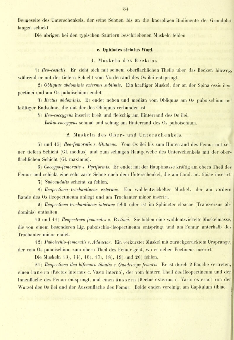 Beugeseite des Unterschenkels, der seine Sehnen bis an die knorpligen Rudimente der Grundpha- langen schickt. Die übrigen bei den typischen Sauriern beschriebenen Muskeln fehlen. c. Opuiodes striatus Wagl. 1. Muskeln des Beckens. 1) Ileo-coslalis. Er zieht sich mit seinem oberflächlichen Theile über das Becken hinweg, während er mit der tiefern Schicht vom Vorderrand des Os ilei entspringt. 2) Obliquus abdominis externns sublimis. Ein kräftiger Muskel, der an der Spina ossis ileo- pectinei und am Os puboischium endet. 3) Rectus abdominis. Er endet neben und median vom Obliquus am Os puboischium mit kräftiger Endsehne, die mit der des Obliquus verbunden ist. 4) Ileo-coccygeus inserirt breit und fleischig am Hinterrand des Os ilei, Ischio-eoccygeus schmal und sehnig am Hinterrand des Os puboischium. 2. Muskeln des Ober- und Unterschenkels. 5) und 15) Ileo-femoralis s. Glutaeus. Vom Os ilei bis zum Hinterrand des Femur mit sei- ner tiefern Schicht (Gl. medius) und zum sehnigen Hautgewebe des Unterschenkels mit der ober- flächlichen Schicht (Gl. maximus). 6) Coccygo-femoralis s. Piriformis. Er endet mit der Hauptmasse kräftig am obern Theil des Femur und schickt eine sehr zarte Sehne nach dem Unterschenkel, die am Cond. int. tibiae inserirt. 7) Subcaudalis scheint zu fehlen. 8) Ileopectineo-trochantitieus externus. Ein wohlentwickelter Muskel, der am vordem Rande des Os ileopectineum anliegt und am Trochanter minor inserirt. 9) Beopectineo-trochantineus-internus fehlt oder ist im Sphincter cloacae (Transversus ab- dominis) enthalten. I 0 und 11) Ileopectineo-femorales s. Pectinei. Sie bilden eine wohlentwickelte Muskelmasse, die von einem besonderen Lig. puboischio-ileopectineum entspringt und am Femur unterhalb des Trochanter minor endet. 12) Puboischio-femoralis s. Ädductor. Ein verkürzter Muskel mit zurUckgerücktem Ursprünge, der vom Os puboischium zum obern Theil des Femur geht, wo er neben Pectineus inserirt. Die Muskeln 13), 14), 16), 17), 18), 19) und 20) fehlen. 21) lleopectineo-ileo-bifemoro-tibialis s. Quadriceps fcmoris. Er ist durch 2 Bäuche vertreten, einen innern (Rectus internus c. Vasto interno), der vom hintern Theil des Ileopectineum und der Innenfläche des Femur entspringt, und einen äussern (Rectus externus c. Varto externo) von der Wurzel des Os ilei und der Aussenfläche des Femur. Beide enden vereinigt am Capitulum tibiae.