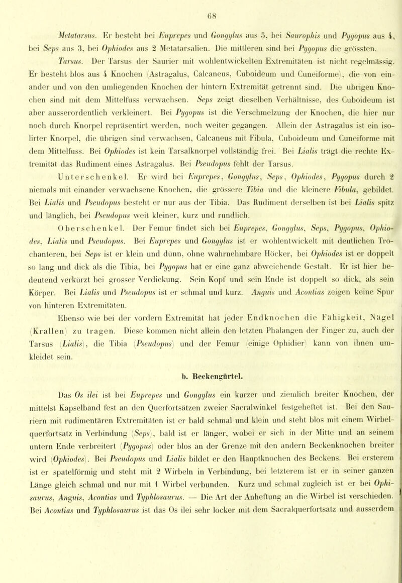 Metatarsus. Er besteht bei Euprepes und Gongylus aus 5, bei Saurophis und Pygopus aus 4, bei Seps aus 3, bei Ophiodes aus 2 Metatarsalien. Die mittleren sind bei Pygopus die grössten. Tarsus. Der Tarsus der Saurier mit wohlentwickelten Extremitäten ist nicht regelmassig. Er besteht blos aus 4 Knochen (Astragalus, Calcaneus, Cuboideum und Cuneiforme), die von ein- ander und von den umliegenden Knochen der hintern Extremität getrennt sind. Die übrigen Kno- chen sind mit dem Mittelfuss verwachsen. Seps zeigt dieselben Verhaltnisse, des Cuboideum ist aber ausserordentlich verkleinert. Bei Pygopus ist die Verschmelzung der Knochen, die hier nur noch durch Knorpel repräsentirt werden, noch weiter gegangen. Allein der Astragalus ist ein iso- lirter Knorpel, die übrigen sind verwachsen, Calcaneus mit Fibula. Cuboideum und Cuneiforme mit dem Mittelfuss. Bei Ophiodes ist kein Tarsalknorpel vollständig frei. Bei Lialis trägt die rechte Ex- tremität das Rudiment eines Astragalus. Bei Pseudopus fehlt der Tarsus. Unterschenkel. Er wird bei Euprepes, Gongylus, Seps. Ophiodes. Pygopus durch 2 niemals mit einander verwachsene Knochen, die grössere Tibia und die kleinere Fibula, gebildet. Bei Lialis und Pseudopus besteht er nur aus der Tibia. Das Budiment derselben ist bei Lialis spitz und länglich, bei Pseudopus weit kleiner, kurz und rundlich. Oberschenkel. Der Femur findet sich bei Euprepes, Gongylus, Seps, Pygopus. Ophio- des, Lialis und Pseudopus. Bei Euprepes und Gongylus ist er wohlentwickelt mit deutlichen Tro- chanteren, bei Seps ist er klein und dünn, ohne wahrnehmbare Höcker, bei Ophiodes ist er doppelt so lang und dick als die Tibia, bei Pygopus hat er eine ganz abweichende Gestalt. Er ist hier be- deutend verkürzt bei grosser Verdickung. Sein Kopf und sein Ende ist doppelt so dick, als sein Körper. Bei Lialis und Pseudopus ist er schmal und kurz. Anguis und Acontias zeigen keine Spur von hinteren Extremitäten. Ebenso wie bei der vordem Extremität hat jeder Endknochen die Fähigkeit, Nägel (Krallen) zu tragen. Diese kommen nicht allein den letzten Phalangen der Finger zu, auch der Tarsus (Lialis), die Tibia (Pseudopus) und der Femur (einige Ophidier kann von ihnen um- kleidet sein. b. Beckengürtel. Das Os ilei ist bei Euprepes und Gongylus ein kurzer und ziemlich breiter Knochen, der mittelst Kapselband fest an den Querfortsätzen zweier Sacralwinkel festgeheftet ist. Bei den Sau- riern mit rudimentären Extremitäten ist er bald schmal und klein und steht blos mit einem Wirbel- querfortsatz in Verbindung (Seps), bald ist er länger, wobei er sich in der Mitte und an seinem untern Ende verbreitert (Pygopus) oder blos an der Grenze mit den andern Beckenknochen breiter wird (Ophiodes). Bei Pseudopus und Lialis bildet er den Hauptknochen des Beckens. Bei ersterem ist er spateiförmig und steht mit 2 Wirbeln in Verbindung, bei letzterem ist er in seiner ganzen Länge gleich schmal und nur mit 1 Wirbel verbunden. Kurz und schmal zugleich ist er bei Ophi- saurus, Anguis, Acontias und Typhlosaurus. — Die Art der Anheftung an die Wirbel ist verschieden. Bei Acontias und Typhlosaurus ist das Os ilei sehr locker mit dem Sacralquerfortsatz und ausserdem