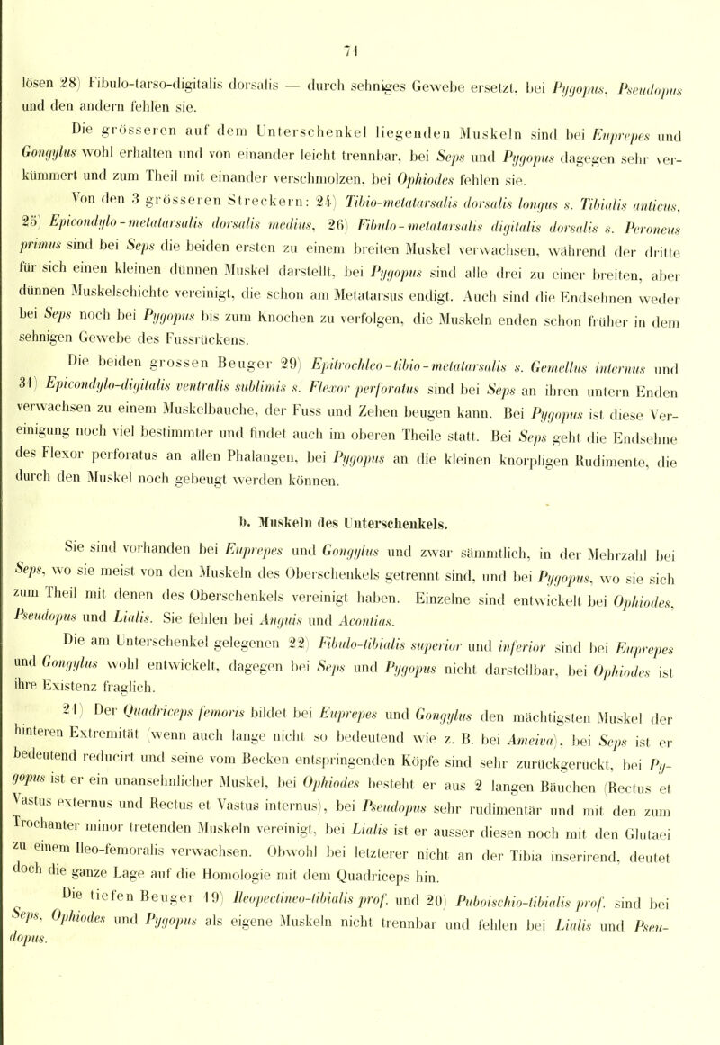 lösen 28) Fibulo-tarso-digitalis dorsalis — durch sehniges Gewebe ersetzt, bei Pygopus, Pseudopus und den andern fehlen sie. Die grösseren auf dem Unterschenkel liegenden Muskeln sind bei Euprepes und Gongylus wohl erhalten und von einander leicht trennbar, bei Seps und Pygopus dagegen sein- ver- kümmert und zum Theil mit einander verschmolzen, bei Ophiodes fehlen sie, Von den 3 grösseren Streckern: 24) Tibio-metatarsalis dorsalis longus s. Tibialis anHeus, 25) Epieondylo-metatarsalis dorsalis med ins, 26) Fibula-metatarsalis digitalis dorsalis s. Peroneus primus sind bei Seps die beiden ersten zu einem breiten Muskel verwachsen, während der dritte für sich einen kleinen dünnen Muskel darstellt, bei Pygopus sind alle drei zu einer breiten, aber dünnen Muskelschichte vereinigt, die schon am Metatarsus endigt. Auch sind die Endsehnen weder bei Seps noch bei Pygopus bis zum Knochen zu verfolgen, die Muskeln enden schon früher in dem sehnigen Gewebe des Fussrückens. Die beiden grossen Beuger 29) Epitrochleo-tibio-metatarsalis s. Gemeüus internus und 31) Epicondylo-digitalis ventralis sublimis s. Flexor perforatus sind bei Seps an ihr en untern Enden verwachsen zu einem Muskelbauche, der Fuss und Zehen beugen kann. Bei Pygopus ist diese Ver- einigung noch viel bestimmter und findet auch im oberen Theile statt, Bei Seps geht die Endsehne des Flexor perforatus an allen Phalangen, bei Pygopus an die kleinen knorpligen Rudimente, die durch den Muskel noch gebeugt werden können. b. Muskeln des Unterschenkels. Sie sind vorhanden bei Euprepes und Gongylus und zwar sammtlich, in der Mehrzahl bei Seps, wo sie meist von den Muskeln des Oberschenkels getrennt sind, und bei Pygopus, wo sie sich zum Theil mit denen des Oberschenkels vereinigt haben. Einzelne sind entwickelt bei Ophiodes, Pseudopus und Lialis. Sie fehlen bei Anguis und Aconlias. Die am Unterschenkel gelegenen 22) Fibulo-tibialis superior und inferior sind bei Euprepes und Gongylus wohl entwickelt, dagegen bei Seps und Pygopus nicht darstellbar, bei Ophiodes ist ihre Existenz fraglich. 21) Der Quadriceps femoris bildet bei Euprepes und Gongylus den mächtigsten Muskel der hinteren Extremität (wenn auch lange nicht so bedeutend wie z. B. bei Ameiva), bei Seps ist er bedeutend reducirt und seine vom Becken entspringenden Köpfe, sind sehr zuriickgerückt, bei Py- gopus ist er ein unansehnlicher Muskel, bei Ophiodes besteht er aus 2 langen Bäuchen (Rectus et Vastus externus und Rectus et Vastus internus), bei Pseudopus sehr rudimentär und mit den zum Trochanter minor tretenden Muskeln vereinigt, bei Lialis ist er ausser diesen noch mit den Glutaei zu einem Ueo-femoralis verwachsen. Obwohl bei letzterer nicht an der Tibia inserirend, deutet doch die ganze Lage auf die Homologie mit dem Quadriceps hin. Die tiefen Beuger 19) Reopectmeo-tibialis prof. und 20) Puboischio-Übialis prof. sind bei eps, Ophiodes und Pygopus als eigene Muskeln nicht trennbar und fehlen bei Lialis und Pseu- dopus.