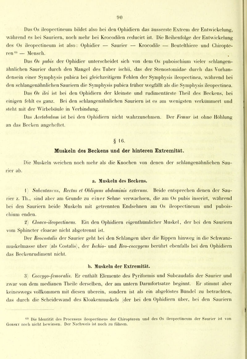 Das Os ileopectineum bildet also bei den Ophidiern das äusserst« Extrem der Entwickelung, während es bei Sauriern, noch mehr bei Krocodilen reducirt ist. Die Reihenfolge der Entwickelung des Os ileopectineum ist also: Ophidier — Saurier — Krocodile — Beutelthiere und Chiropte- renfi0 — Mensch. Das Os pubis der Ophidier unterscheidet sich von dem Os puboischium vieler schlangen- ähnlichen Saurier durch den Mangel des Tuber ischii, das der Stenostomidae durch das Vorhan- densein einer Symphysis pubica bei gleichzeitigem Fehlen der Symphysis ileopectinea, während bei den schlangenähnlichen Sauriern die Symphysis pubica früher wegfällt als die Symphysis ileopectinea. Das Os ilei ist bei den Ophidiern der kleinste und rudimentärste Theil des Beckens, bei einigen fehlt es ganz. Bei den schlangenähnlichen Sauriern ist es am wenigsten verkümmert und steht mit der Wirbelsäule in Verbindung. Das Acetabulum ist bei den Ophidiern nicht wahrzunehmen. Der Femur ist ohne Höhlung an das Becken angeheftet. § 16. Muskeln des Beckens und der hinteren Extremität. Die Muskeln weichen noch mehr als die Knochen von denen der schlangenähnlichen Sau- rier ab. a. Muskeln des Beckens. 1) Subcutanem, Rectus ei Obliquus abdominis externus. Beide entsprechen denen der Sau- rier z. Th., sind aber am Grunde zu einer Sehne verwachsen, die am Os pubis inserirt, während bei den Sauriern beide Muskeln mit getrennten Endsehnen am Os ileopectineum und pubois- chium enden. 2) Cloaco-ileopectineus. Ein den Ophidiern eigentümlicher Muskel, der bei den Sauriern vom Sphincter cloacae nicht abgetrennt ist. Der Ileocostalis der Saurier geht bei den Schlangen über die Rippen hinweg in die Schwanz- muskelmasse über (als Costaiis), der Ischio- und Ileo-coccygeus berührt ebenfalls bei den Ophidiern das Beckenrudiment nicht. b. Muskeln der Extremität. 3) Coccygo-femoralis. Er enthält Elemente des Pyriformis und Subcaudalis der Saurier und zwar von dem medianen Theile derselben, der am untern Darmfortsatze beginnt, Er stimmt aber keineswegs vollkommen mit diesen überein, sondern ist als ein abgelöstes Bündel zu betrachten, das durch die Scheidewand des Kloakenmuskels (der bei den Ophidiern über, bei den Sauriern 60 Die Identität des Processus ileopectineus der Chiropteren und des Os ileopectineum der Saurier ist von Gorsky noch nicht bewiesen. Der Nachweis ist noch zu führen.