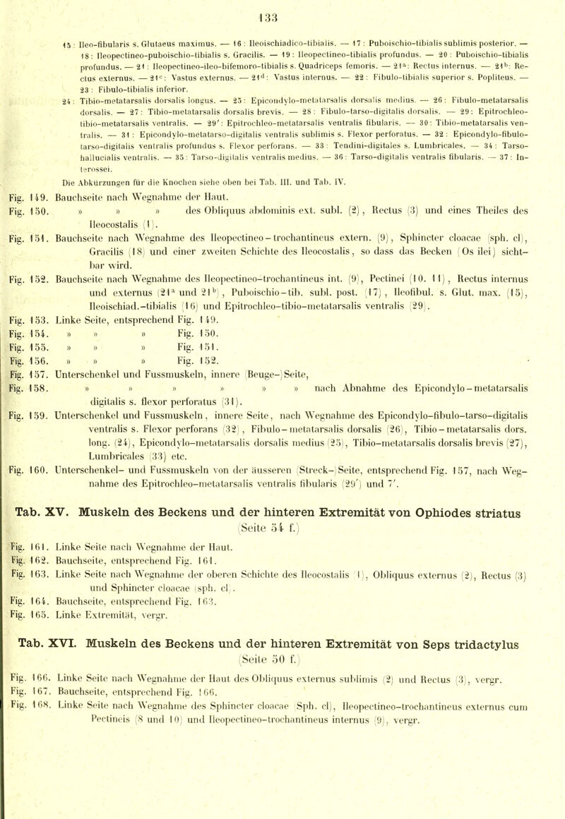 15 : Ileo-fibularis s. Glutaeus maximus. — 16 : Ileoischiadico-tibialis. — 17 i Puboischio-tibialissublimis posterior. — 18: Ileopectineo-puboischio-Ubialis s. Gracilis. — 19: Ileopectineo-tibialis profundus. — 20: Puboiscliio-tibialis profundus. — 21 : Ileopectineo-ileo-bifemoro-tibialis s. Quadriceps femoris. — 21a: Rectus internus. — 21b: Re- ctus exlernus. —21c: Vastus externus. — 21d: Vastus internus. — 22 : Fibulo-tibialis superior s. Popliteus. — 23 : Fibulo-tibialis inferior. 24 ; Tibio-metatarsalis dorsalis longus.— 25: Epicondylo-metatarsalis dorsalis medius.— 26: Fibulo-metatarsalis dorsalis. — 27: Tibio-metatarsalis dorsalis brevis. — 28: Fibulo-tarso-digitalis dorsalis. — 29: Epitrochleo- tibio-metatarsalis ventralis. — 29': Epitrochleo-metatarsalis ventralis fibularis. — 30: Tibio-metatarsalis ven- tralis. — 31: Epicondylo-metatarso-digitalis ventralis sublimis s. Flexor perforatus. — 32: Epicondylo-fibulo- tarso-digitalis ventralis profundus s. Flexor perforans. — 33: Tendini-digitales s. Lumbricales. — 34: Tarso- hailucialis ventralis. — 33: Tarso-digitalis ventralis medius. — 36: Tarso-digitalis ventralis fibularis. — 37: In- terossei. Die Abkürzungen für die Knochen siehe oben bei Tab. III. und Tab. IV. Fig. 149. Bauchseite nach Wegnahme der Haut. Fig. 150. » » » des Obliquus abdominis ext. subl. (2), Rectus (3) und eines Theiles des Ileoeostalis (1). Fig. 151. Bauchseite nach Wegnahme des Ileopectineo-trochantineus extern. (9), Sphincter cloacae (sph. cl), Gracilis (18) und einer zweiten Schichte des Ileoeostalis, so dass das Becken (Os ilei) sicht- bar wird. Fig. 152. Bauchseite nach Wegnahme des Ileopectineo-trochantineus int. (9), Pectinei (10. 11), Rectus internus und externus (21a und 2lb), Puboischio-tib. subl. post. (17), Ileofibul. s. Glut. max. (15), Ileoischiad.-tibialis (16) und Epitrochleo-tibio-metatarsalis ventralis (29). Fig. 153. Linke Seite, entsprechend Fig. 149. Fig. 154. » ö » Fig. 150. Fig. 155. » » » Fig. 151. Fig. 156. » » » Fig. 152. Fig. 157. Unterschenkel und Fussmuskeln, innere (Beuge-)Seite, Fig. 158. » » » » » » nach Abnahme des Epicondylo-metatarsalis digitalis s. flexor perforatus (31). Fig. 159. Unterschenkel und Fussmuskeln, innere Seite, nach Wegnahme des Epicondylo-fibulo-tarso-digitalis ventralis s. Flexor perforans (32), Fibulo-metatarsalis dorsalis (26), Tibio - metatarsalis dors. long. (24), Epicondylo-metatarsalis dorsalis medius (25), Tibio-metatarsalis dorsalis brevis (27), Lumbricales (33) etc. Fig. 160. Unterschenkel- und Fussmuskeln von der äusseren (Streck-) Seite, entsprechend Fig. 157, nach Weg- nahme des Epitrochleo-metatarsalis ventralis fibularis (29') und 7'. Tab. XV. Muskeln des Beckens und der hinteren Extremität von Ophiodes striatus (Seite 54 f.) Fig. 161. Linke Seite nach Wegnahme der Haut. Fig. 162. Bauchseite, entsprechend Fig. 161. Fig. 163. Linke Seite nach Wegnahme der oberen Schichte des Ileoeostalis I), Obliquus externus (2), Rectus (3) und Sphincter cloacae isph. cl). Fig. 164. Bauchseite, entsprechend Fig. 163. Fig. 165. Linke Extremität, vergr. Tab. XVI. Muskeln des Beckens und der hinteren Extremität von Seps tridaetylus (Seite 50 f.) Fig. 166. Linke Seite nach Wegnahme der Haut des Obliquus externus sublimis (2) und Rectus (3), vergr. Fig. 167. Bauchseite, entsprechend Fig. ! 66. Fig. 168. Linke Seite nach Wegnahme des Sphincter cloacae Sph. cl), Ileopectineo-trochantineus externus cum Pectineis (8 und 10) und Ileopectineo-trochantineus internus (9), vergr.