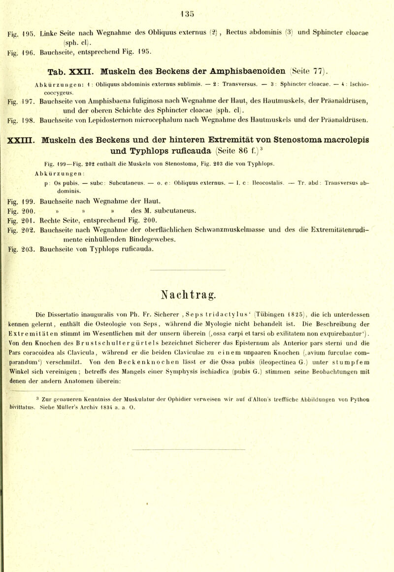 Fiii. 195. Linke Seite nach Wegnahme des Obliquus externus (2) , Beetus abdominis (3) und Sphincter eloaeae (sph. cl). Fig. 4 96. Bauchseite, entsprechend Fig. 195. Tab. XXII. Muskeln des Beckens der Amphisbaenoiden Seite 77). Abkürzungen: 4: Obliquus abdominis externus sublimis. —2: Transversus. — 3: Sphinctei cloacae. — 4: Isehio- coccygeus. Fig. 197. Bauchseite von Amphisbaena fuliginosa nach Wegnahme der Haut, des Hautmuskels, der Präanaldrüsen, und der oberen Schichte des Sphincter cloacae (sph. cl). Fig. 198. Bauchseite von Lepidosternon microcephalum nach Wegnahme des Hautmuskels und der Präanaldrüsen. XXIII. Muskeln des Beckens und der hinteren Extremität von Stenostoma macrolepis und Typhlops ruficauda (Seite 86 f.)3 Fig. 4 99—Fig. 202 enthält die Muskeln von Stenostoma, Fig. 203 die von Typhlops. Abkürzungen: p: Os pubis. — subc: Subcutancus. — o. e: Obliquus externus. — 1. c : Ileocostalis. — Tr. abd : Transversus ab- dominis. Fig. 199. Bauchseite nach Wegnahme der Haut. Fig. 200. » » » des M. subcutaneus. Fig. 201. Rechte Seite, entsprechend Fig. 200. Fig. 202. Bauchseite nach Wegnahme der oberflächlichen Schwanzmuskelmasse und des die Extremitätenrudi- mente einhüllenden Bindegewebes. Fig. 203. Bauchseite von Typhlops ruficauda. Nachtrag. Die Dissertatio inauguralis von Ph. Fr. Sicherer ,Seps tridactylus' (Tübingen 1825), die ich unterdessen kennen gelernt, enthält die Osteologie von Seps, während die Myologie nicht behandelt ist. Die Beschreibung der Extremitäten stimmt im Wesentlichen mit der unsern überein (,ossa carpi ettarsi ob exilitatem non exquirebantur'). Von den Knochen des Brustschultergürtels bezeichnet Sicherer das Epislernum als Anterior pars sterni und die Pars coracoidea als Clavicula, während er die beiden Claviculae zu einem unpaaren Knochen (.avium furculae com- parandum') verschmilzt. Von den Beckenknochen lässt er die Ossa pubis (ileopectinea G.) unter stumpfem Winkel sich vereinigen ; betreffs des Mangels einer Symphysis ischiadica (pubis G.) stimmen seine Beobachtungen mit denen der andern Anatomen überein: 3 Zur genaueren Kenntniss der Muskulatur der Ophidier verweisen ■wir auf d'Altoivs treffliche Abbildungen von Python bivittatus. Siehe Müller's Archiv 1834 a. a O.