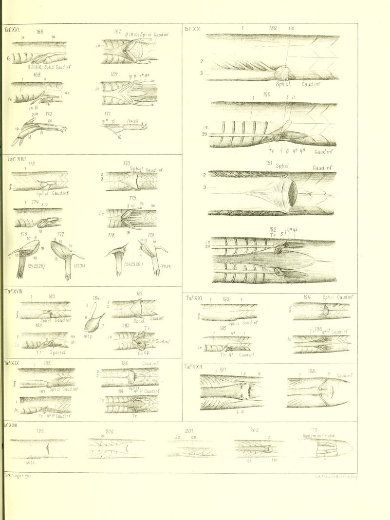 167. 3 {8.10) Sph.ci Ca.ud.inf Sil(810) Spkcl.CaudM 168. il 171. 2I6 1S I2H.2S) 16 Taf XI 172. ■l,^-TliifH^T¥ig^a^- Spfi'.cl. Caud.inf 1 77f. 775. Taf XV/// Tr O.postcl tib °f Taf.X/X 186. Caud.inf 3ZTi . Jg^ Caudinf fei r «/-Y6 Caudinf Taf XX. Spn.c/. Caudinf 5 Tr 7 6 4b a Caudinf 19?. Spbcl Ca.ud.mf 192. 7<f8fb Tr I Taf XX/. , ,93. 1 im SphJ Caudinf Taf XXII. aud.inf 3 2 sf XXIII 75?.. £00. Je. 201. o.e 202 so bc. Rectum oeTr ata'. urbnn^er.Sez