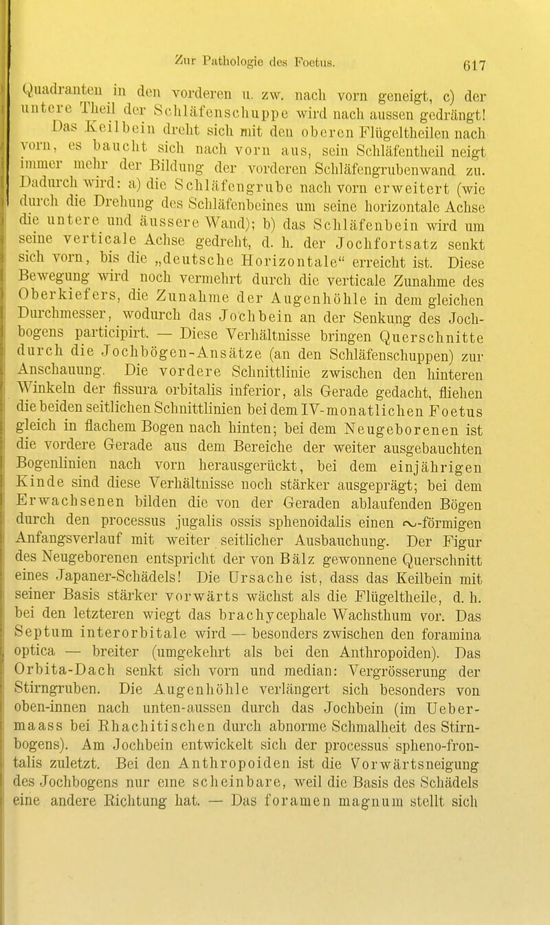 Quadranten in den vorderen n. zw. nach vorn geneigt, c) der untere Tlieil der Scliläfenschuppe wird nach aussen gedrängt! Das Keilbein dreht sich mit den oberen Flügeltheilen nach vorn, es baucht sich nach vorn aus, sein Schhäfentheil neigt immer mehr der Bildung der vorderen Schläfengruben wand zu. Dadurch wird: a) die Schläfengrube nach vorn erweitert (wie durch die Drehung des Schläfenbeines um seine horizontale Achse die untere und äussere Wand); b) das Schläfenbein wird um seiue verticale Achse gedreht, d. h. der Jochfortsatz senkt sich vorn, bis die „deutsche Horizontale erreicht ist. Diese Bewegung wird noch vermehrt durch die verticale Zunahme des Oberkiefers, die Zunahme der Augenhöhle in dem gleichen Durchmesser, wodurch das Jochbein an der Senkung des Joch- bogens participirt. — Diese Verhältnisse bringen Querschnitte durch die Jochbögen-Ansätze (an den Schläfenschuppen) zur Anschauung. Die vordere Schnittlinie zwischen den hinteren Winkeln der fissura orbitalis inferior, als Gerade gedacht, fliehen die beiden seitlichen Schnittlinien bei dem IV-monatlichen Foetus gleich in flachem Bogen nach hinten; bei dem Neugeborenen ist die vordere Gerade aus dem Bereiche der weiter ausgebauchten Bogenlinien nach vorn herausgerückt, bei dem einjährigen Kinde sind diese Verhältnisse noch stärker ausgeprägt; bei dem Erwachsenen bilden die von der Geraden ablaufenden Bögen durch den processus jugalis ossis sphenoidalis einen ev>-förmigen Anfangsverlauf mit weiter seitlicher Ausbauchung. Der Figur des Neugeborenen entspricht der von Balz gewonnene Querschnitt eines Japaner-Schädels! Die Ursache ist, dass das Keilbein mit seiner Basis stärker vorwärts wächst als die Flügeltheile, d. h. bei den letzteren wiegt das brachycephale Wachsthum vor. Das Septum interorbitale wird — besonders zwischen den foramina optica — breiter (umgekehrt als bei den Anthropoiden). Das Orbita-Dach senkt sich vorn und median: Vergrösserung der Stirngruben. Die Augenhöhle verlängert sich besonders von oben-innen nach unten-aussen durch das Jochbein (im Ueber- maass bei Rhachitisehen durch abnorme Schmalheit des Stirn- bogens). Am Jochbein entwickelt sich der processus spheno-fron- talis zuletzt. Bei den Anthropoiden ist die Vorwärtsneigung des Jochbogens nur eine scheinbare, weil die Basis des Schädels eine andere Richtung hat. — Das foramen magnum stellt sich