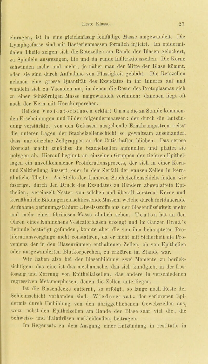 einragen, ist in eine gleiclnnässig feinfädige Masse umgewandelt. Die Lymphgefässe sind mit Bacterienmassen förmlicli injicirt. Im epidermi- dalen Theile zeigen sieb die Retezellen am Rande der Blasen gelockert, zu Spindeln ausgezogen, hie und da runde Infiltrationszellen. Die Kerne schwinden mehr und mehr, je näher man der Mitte der Blase kömmt, oder sie sind durch Aufnahme von Flüssigkeit gebläht. Die Retezellen nehmen eine grosse Quantität des Exsudates in ihr Inneres auf und wandeln sich zu Vacuolen um, in denen die Reste des Protoplasmas sich zu einer feinkörnigen Masse umgewandelt vorfinden; daneben liegt oft noch der Kern mit Kernkörperchen. Bei den Vesicatorblasen erklärt Unna die zu Stande kommen- den Erscheinungen und Bilder folgendermaassen: der durch die Entzün- dung verstärkte, von den Gefässen ausgehende Ernährungsstrom reisst die unteren Lagen der Stachelzellenschicht so gewaltsam auseinander, dass nur einzelne Zellgruppen an der Cutis haften blieben. Das seröse Exsudat macht zunächst die Stachelzellen aufquellen und plattet sie polygon ab. Hierauf beginnt an einzelnen Gruppen der tieferen Epithel- lagen ein unvollkommener Proliferationsprocess, der sich in einer Kern- und Zelltheilung äussert, oder in dem Zerfall der ganzen Zellen in kern- ähnliche Theile. An Stelle der früheren Stachelzellenschicht finden wir faserige, durch den Druck des Exsudates zu Bändern abgeplattete Epi- thelien, vereinzelt Nester von solchen und überall zerstreut Kerne und kernähnliche Bildungen einschliessende Massen, welche durch fortdauernde Aufnahme gerinnungsfähiger Eiweissstoffe aus der Blasenflüssigkeit mehr und mehr einer fibrinösen Masse ähnlich sehen. Touton hat an den Ohren eines Kaninchens Vesicatorblasen erzeugt und im Ganzen Unna's Befunde bestätigt gefunden, konnte aber die von ihm behaupteten Pro- liferationsvorgänge nicht constatiren, da er nicht mit Sicherheit die Pro- venienz der in den Blasenräumen enthaltenen Zellen, ob von Epithelien oder ausgewanderten Blutkörperchen, zu erklären im Stande war. Wir haben also bei der Blasenbildung zwei Momente zu berück- sichtigen: das eine ist das mechanische, das sich kundgiebt in der Los- lösung und Zerrung von Epithelialzellen, das andere in verschiedenen regressiven Metamorphosen, denen die Zellen unterliegen. Ist die Blasendecke entfernt, so erfolgt, so lange noch Reste der Schleimschicht vorhanden sind, Wiederersatz der verlorenen Epi- dermis durch Umbildung von den übriggebliebenen Gewebszellen aus, wozu nebst den Epithelzellen am Rande der Blase sehr viel die, die Schweiss- und Talgdrüsen auskleidenden, beitragen. Im Gegensatz zu dem Ausgang einer Entzündung in restitutio in