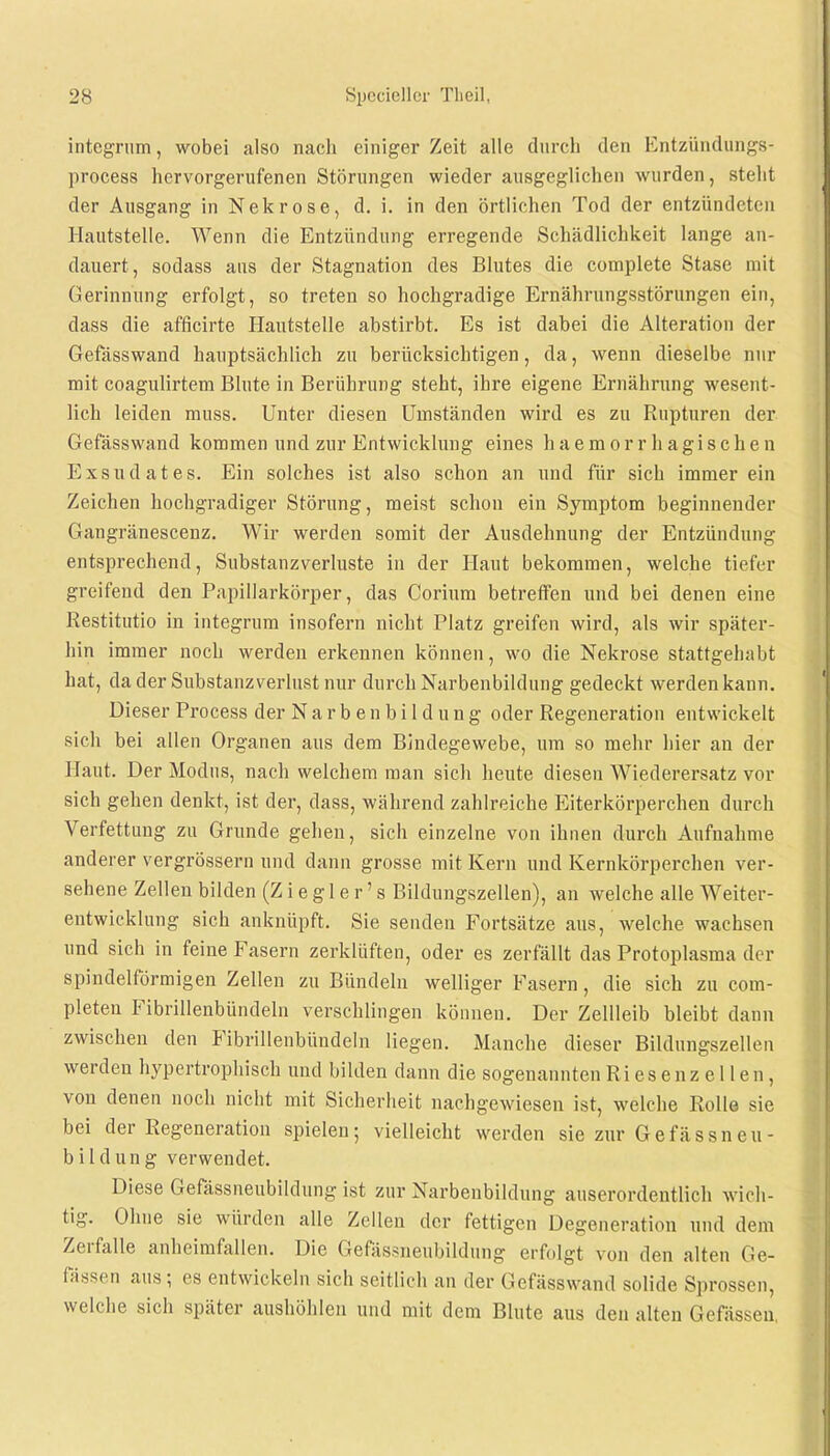 integrum, wobei also nach einiger Zeit alle durch den Entzündungs- process hervorgerufenen Störungen wieder ausgeglichen wurden, steht der Ausgang in Nekrose, d. i. in den örtlichen Tod der entzündeten Hautstelle. Wenn die Entzündung erregende Schädlichkeit lange an- dauert, sodass aus der Stagnation des Blutes die complete Stase mit Gerinnung erfolgt, so treten so hochgradige Ernährungsstörungen ein, dass die afficirte Hantstelle abstirbt. Es ist dabei die Alteration der Gefässwand hauptsächlich zu berücksichtigen, da, wenn dieselbe nur mit coagulirtem Blute in Berührung steht, ihre eigene Ernährung wesent- lich leiden muss. Unter diesen Umständen wird es zu Rupturen der Gefässwand kommen und zur Entwicklung eines haemorr hagischen Exsudates. Ein solches ist also schon an und für sich immer ein Zeichen hochgradiger Störung, meist schon ein Symptom beginnender Gangränescenz. Wir werden somit der Ausdehnung der Entzündung entsprechend, Substanzverluste in der Haut bekommen, welche tiefer greifend den Papillarkörper, das Corium betreffen und bei denen eine Restitutio in integrum insofern nicht Platz greifen wird, als wir später- hin immer noch werden erkennen können, wo die Nekrose stattgehabt hat, da der Substanzverlust nur durch Narbenbildung gedeckt werden kann. Dieser Process der Narbe nbildung oder Regeneration entwickelt sich bei allen Organen aus dem Bindegewebe, um so mehr hier an der Haut. Der Modus, nach welchem man sich heute diesen Wiederersatz vor sich gehen denkt, ist der, dass, während zahlreiche Eiterkörperchen durch Verfettung zu Grunde gehen, sich einzelne von ihnen durch Aufnahme anderer vergrössern und dann grosse mit Kern und Kernkörperchen ver- sehene Zellen bilden (Z i e g 1 e r' s Bildungszellen), an welche alle Weiter- entwicklung sich anknüpft. Sie senden Fortsätze aus, welche wachsen und sich in feine Fasern zerklüften, oder es zerfällt das Protoplasma der spindelförmigen Zellen zu Bündeln welliger Fasern, die sich zu com- pleten Fibrillenbündeln verschlingen können. Der Zellleib bleibt dann zwischen den Fibrillenbündeln liegen. Manche dieser Bildungszellen werden hypertrophisch und bilden dann die sogenannten Riesenzellen, von denen noch nicht mit Sicherheit nachgewiesen ist, welche Rolle sie bei der Regeneration spielen; vielleicht werden sie zur Gefässneu- bildung verwendet. Diese Gefässneubildung ist zur Narbenbildung auserordentlich wich- tig. Ohne sie würden alle Zellen der fettigen Degeneration und dem Zerfalle anheimfallen. Die Gefässneubildung erfolgt von den alten Ge- fässen aus; es entwickeln sich seitlich an der Gefässwand solide Sprossen, welche sich später aushöhlen und mit dem Blute aus den alten Gefässen,