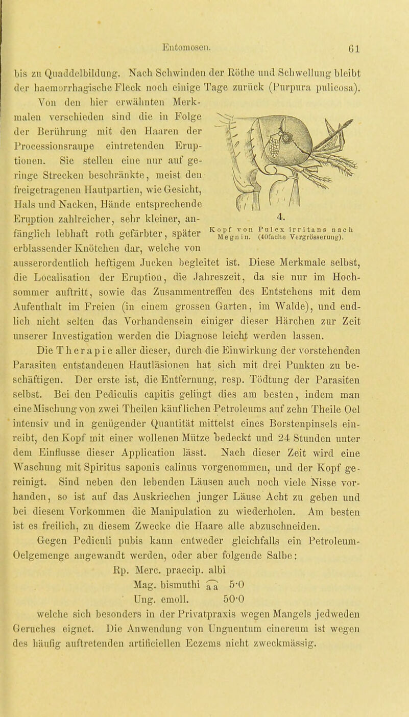Kopf von Pulex irritans nach Megnin. (40fauhe Vergrösserung). bis zu Quaddelbildung. Nach Schwinden der Rothe und Schwellung bleibt der haemorrhagische Fleck nocli einige Tage zurück (Purpura pulicosa). Von den hier erwähnten Merk- malen verschieden sind die in Folge der Berührung mit den Haaren der Proeessionsraupe eintretenden Erup- tionen. Sie stellen eine nur auf ge- ringe Strecken beschränkte, meist den freigetragenen Hautpartien, wie Gesicht, Hals und Nacken, Hände entsprechende Eruption zahlreicher, sehr kleiner, an- fänglich lebhaft roth gefärbter, später erblassender Knötchen dar, welche von ausserordentlich heftigem Jucken begleitet ist. Diese Merkmale selbst, die Localisation der Eruption, die Jahreszeit, da sie nur im Hoch- sommer auftritt, sowie das Zusammentreffen des Entstehens mit dem Aufenthalt im Freien (in einem grossen Garten, im Walde), und end- lich nicht selten das Vorhandensein einiger dieser Härchen zur Zeit unserer Investigation werden die Diagnose leicht werden lassen. Die T h e r a p i e aller dieser, durch die Einwirkung der vorstehenden Parasiten entstandenen Hautläsionen hat sich mit drei Punkten zu be- schäftigen. Der erste ist, die Entfernung, resp. Tödtung der Parasiten selbst. Bei den Pediculis capitis gelingt dies am besten, indem man eine Mischung von zwei Theilen käuflichen Petroleums auf zehn Theile Oel intensiv und in genügender Quantität mittelst eines Borstenpinsels ein- reibt, den Kopf mit einer wollenen Mütze bedeckt und 24 Stunden unter dem Einflüsse dieser Application lässt. Nach dieser Zeit wird eine Waschung mit Spiritus saponis calinus vorgenommen, und der Kopf ge- reinigt. Sind neben den lebenden Läusen auch noch viele Nisse vor- handen, so ist auf das Auskriechen junger Läuse Acht zu geben und bei diesem Vorkommen die Manipulation zu wiederholen. Am besten ist es freilich, zu diesem Zwecke die Haare alle abzuschneiden. Gegen Pediculi pubis kann entweder gleichfalls ein Petroleum- Oclgemenge augewandt werden, oder aber folgende Salbe: Rp. Merc. praeeip. albi Mag. bismuthi ^ 5*0 Ung. emoll. 50-0 welche sich besonders in der Privatpraxis wegen Mangels jedweden Geruches eignet. Die Anwendung von Unguentum cinereum ist wegen des häufig auftretenden artificiellen Eczems nicht zweckmässig.