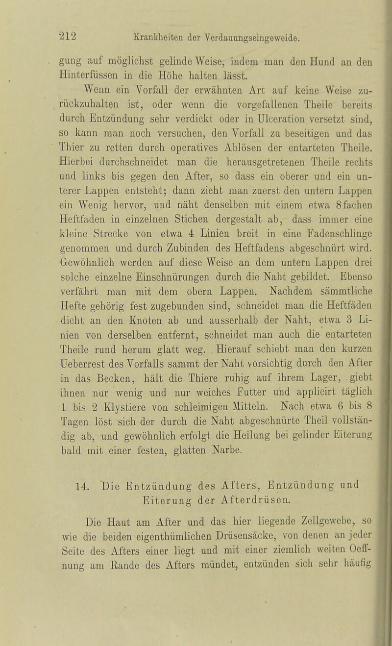 gung auf möglichst gelinde Weise, indem man den Hund an den Hinterfiissen in die Höhe halten lässt. Wenn ein Vorfall der erwähnten Art auf keine Weise zu- rückzuhalten ist, oder wenn die vorgefallenen Theile bereits durch Entzündung sehr verdickt oder in Uiceration versetzt sind, so kann man noch versuchen, den Vorfall zu beseitigen und das Thier zu retten durch operatives Ablösen der entarteten Theile. Hierbei durchschneidet man die herausgetretenen Theile rechts und links bis gegen den After, so dass ein oberer und ein un- terer Lappen entsteht; dann zieht man zuerst den untern Lappen ein Wenig hervor, und näht denselben mit einem etwa 8 fachen Heftfaden in einzelnen Stichen dergestalt ab, dass immer eine kleine Strecke von etwa 4 Linien breit in eine Fadenschlinge genommen und durch Zubinden des Heftfadens abgeschnürt wird. Gewöhnlich werden auf diese Weise an dem untern Lappen drei solche einzelne Einschnürungen durch die Naht gebildet. Ebenso verfährt man mit dem obern Lappen. Nachdem sämmtliche Hefte gehörig fest zugebunden sind, schneidet man die Heftfäden dicht an den Knoten ab und ausserhalb der Naht, etwa 3 Li- nien von derselben entfernt, schneidet man auch die entarteten Theile rund herum glatt weg. Hierauf schiebt man den kurzen Ueberrest des Vorfalls sammt der Naht vorsichtig durch den After in das Becken, hält die Thiere ruhig auf ihrem Lager, giebt ihnen nur wenig und nur weiches Futter und applicirt täglich 1 bis 2 Klystiere von schleimigen Mitteln. Nach etwa 6 bis 8 Tagen löst sich der durch die Naht abgeschnürte Theil vollstän- dig ab, und gewöhnlich erfolgt die Heilung bei gelinder Eiterung bald mit einer festen, glatten Narbe. 14. Die Entzündung des Afters, Entzündung und Eiterung der Afterdrüsen. Die Haut am After und das hier liegende Zellgewebe, so wie die beiden eigenthümlichen Drüsensäcke, von denen an jeder Seite des Afters einer liegt und mit einer ziemlich weilen Oeff- nung am Rande des Afters mündet, entzünden sich sehr häufig